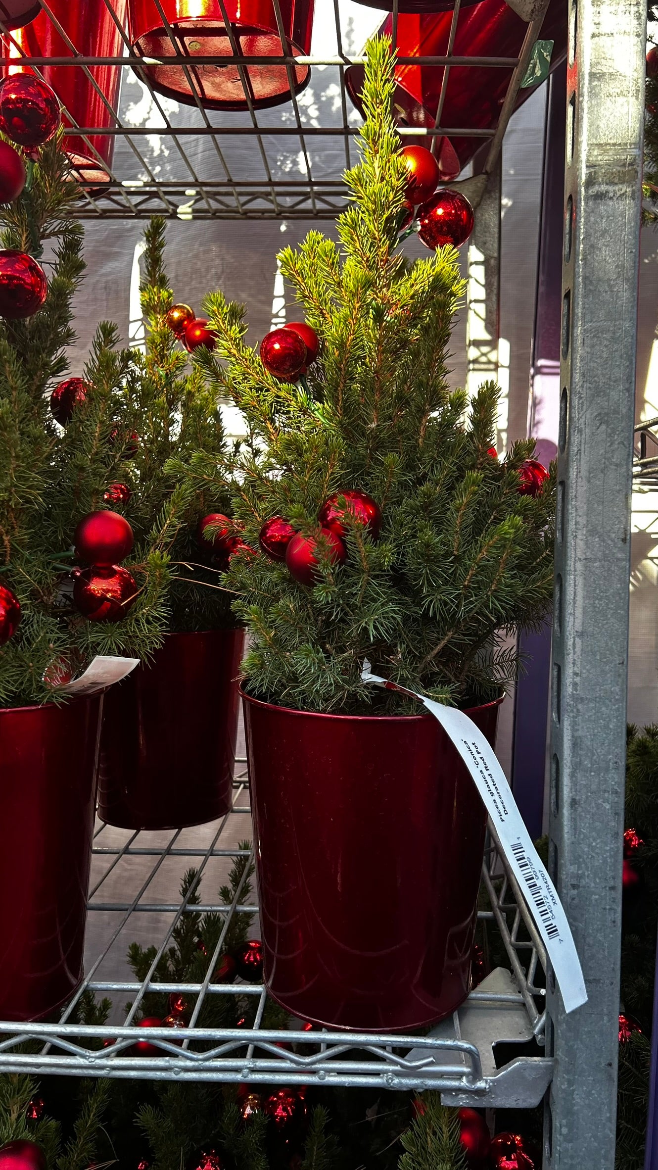 Picea glauca 'Conica' Decorated Red Pot 1 Gallon (Pack of 1)