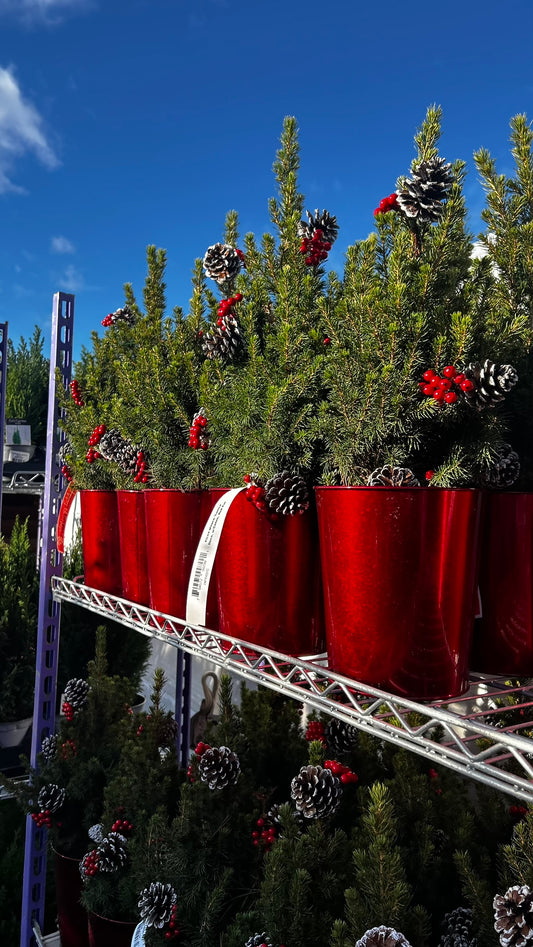 Picea glauca 'Conica' Decorated with Cones Red Pot 1 Gallon (Pack of 1)