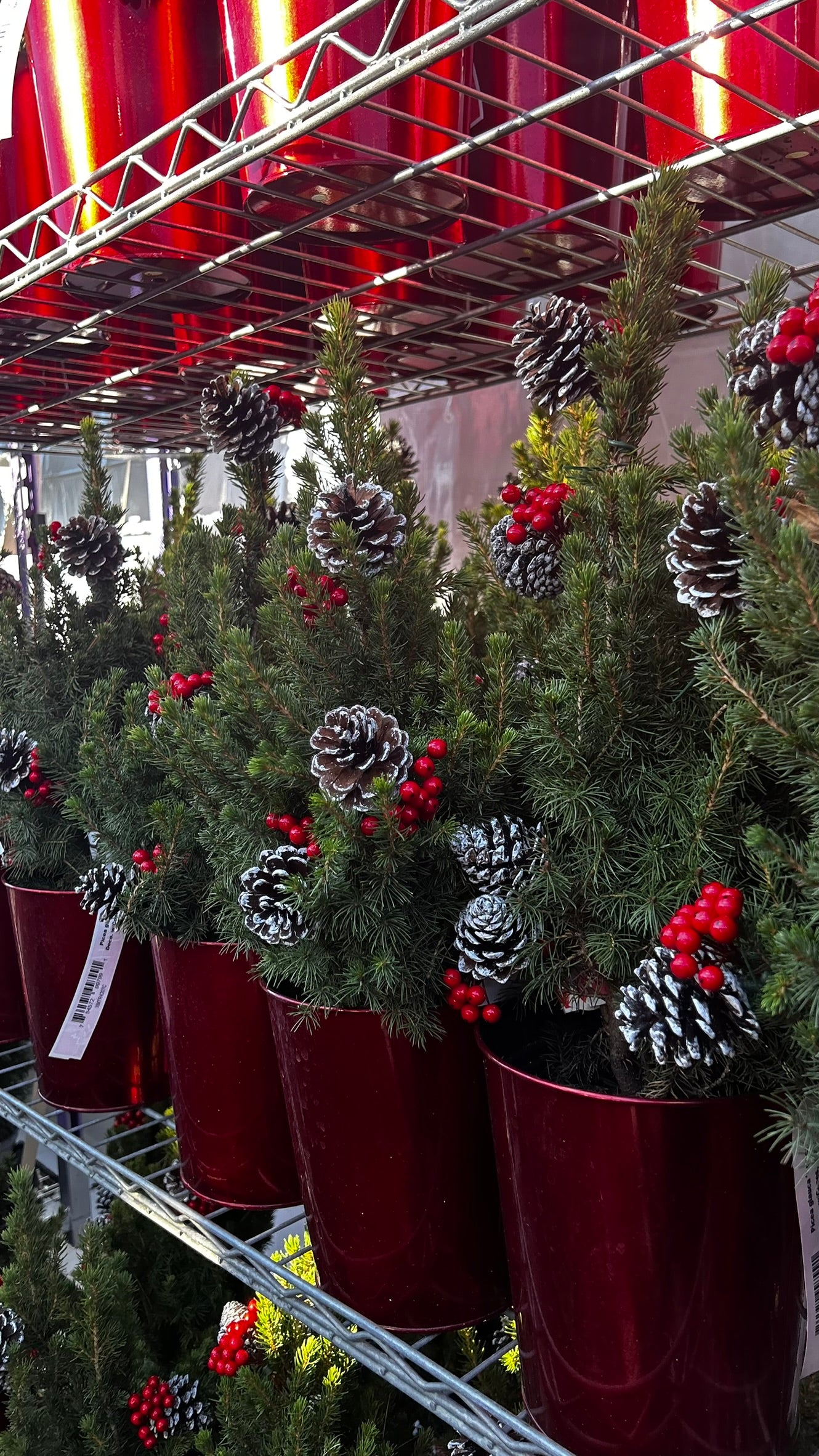 Picea glauca 'Conica' Decorated with Cones Red Pot 1 Gallon (Pack of 1)