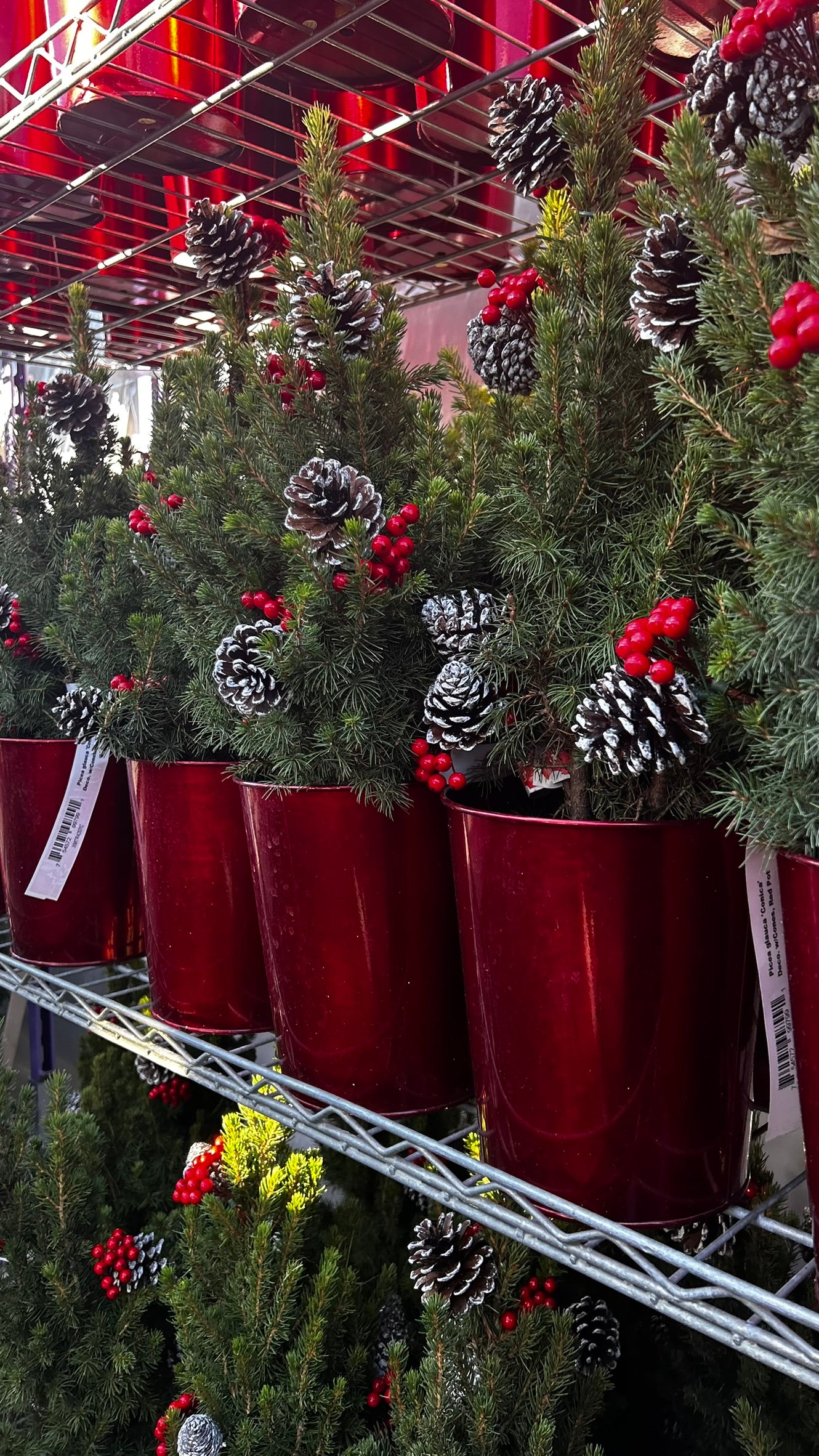 Picea glauca 'Conica' Decorated with Cones Red Pot 1 Gallon (Pack of 1)