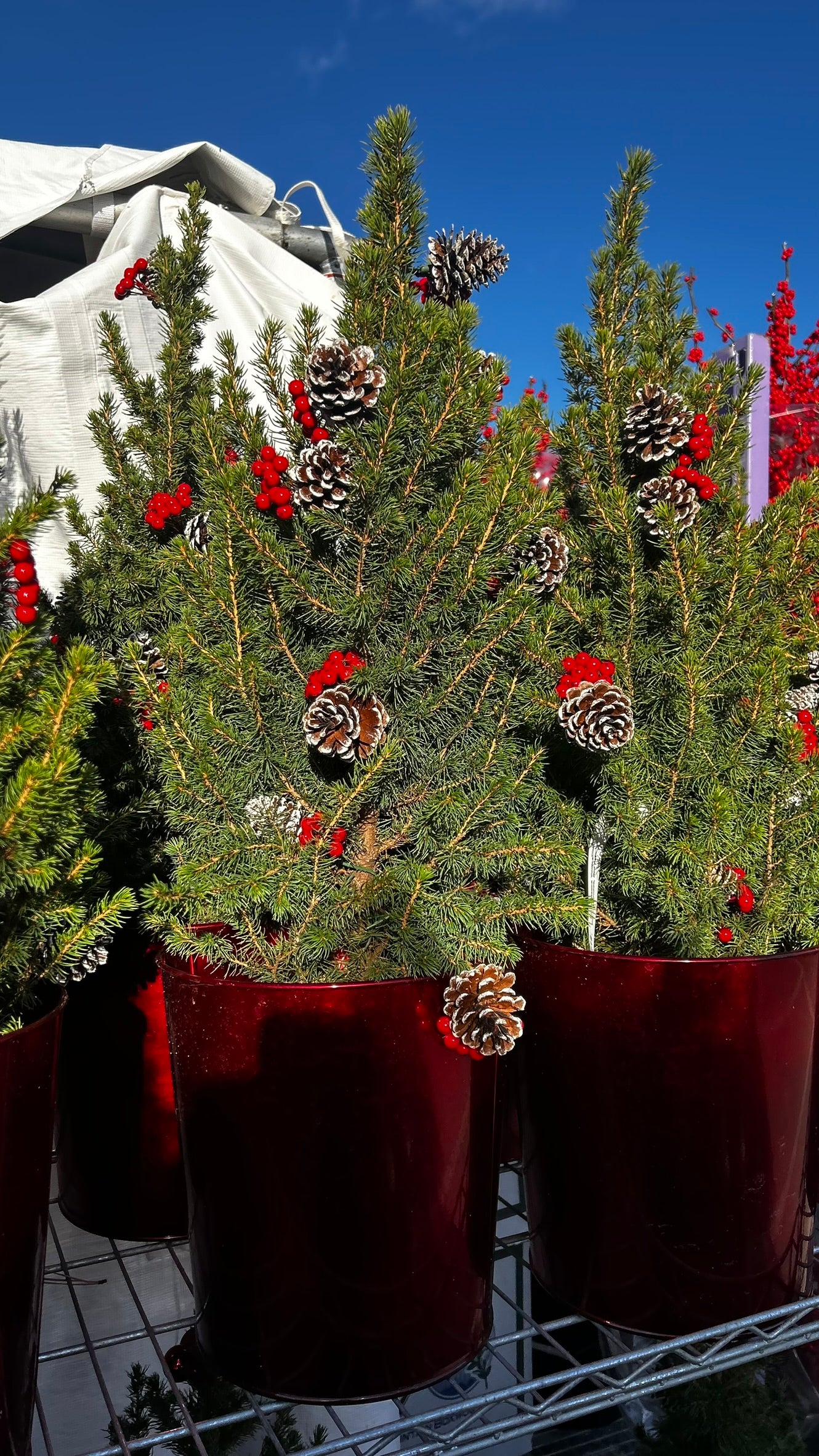 Picea glauca 'Conica' Decorated with Cones Red Pot 2 Gallon (Pack of 1)