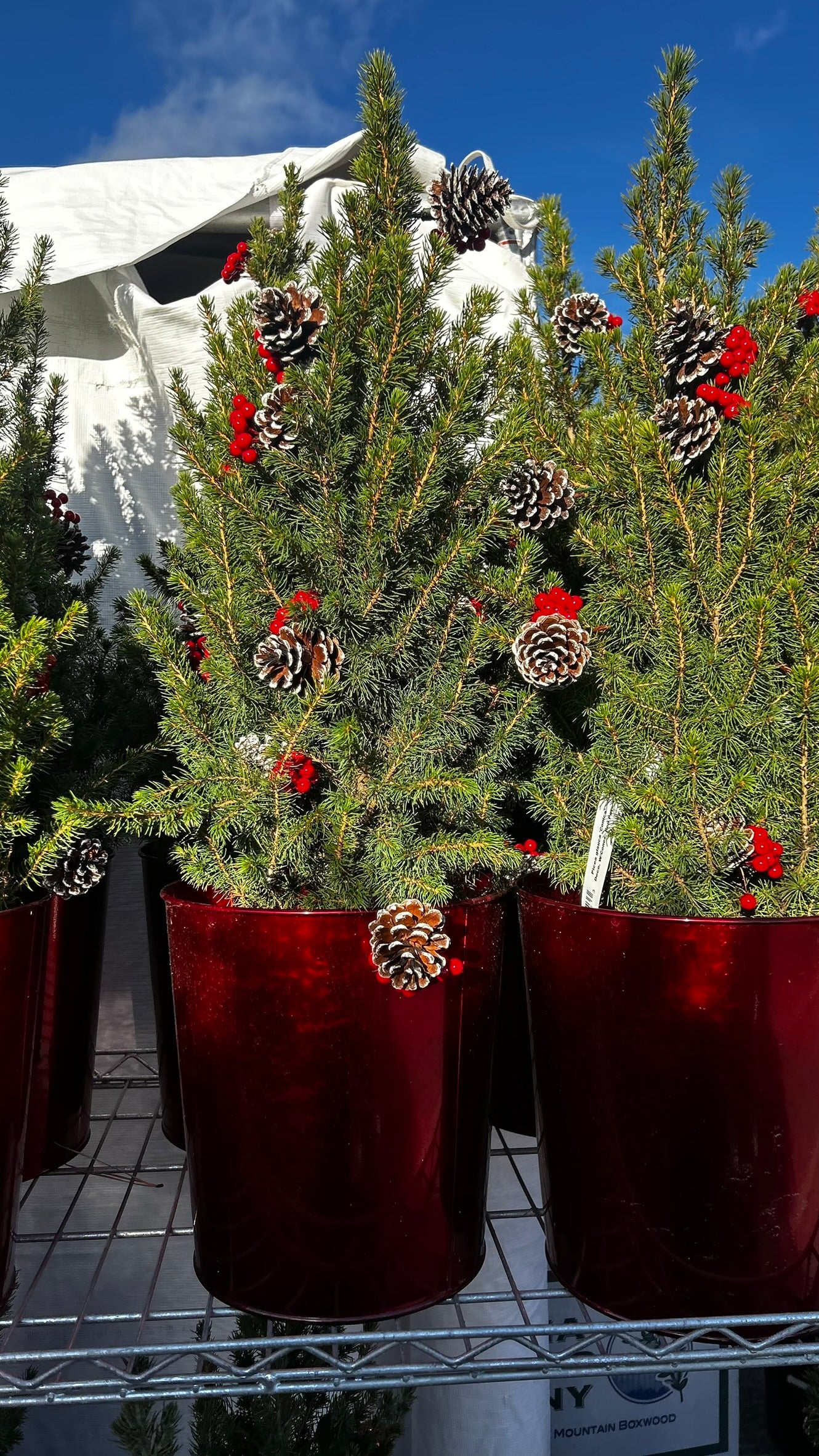 Picea glauca 'Conica' Decorated with Cones Red Pot 2 Gallon (Pack of 1)