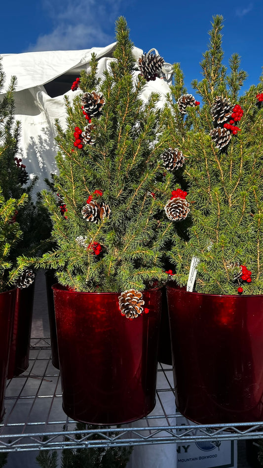 Picea glauca 'Conica' Decorated with Cones Red Pot 2 Gallon (Pack of 1)