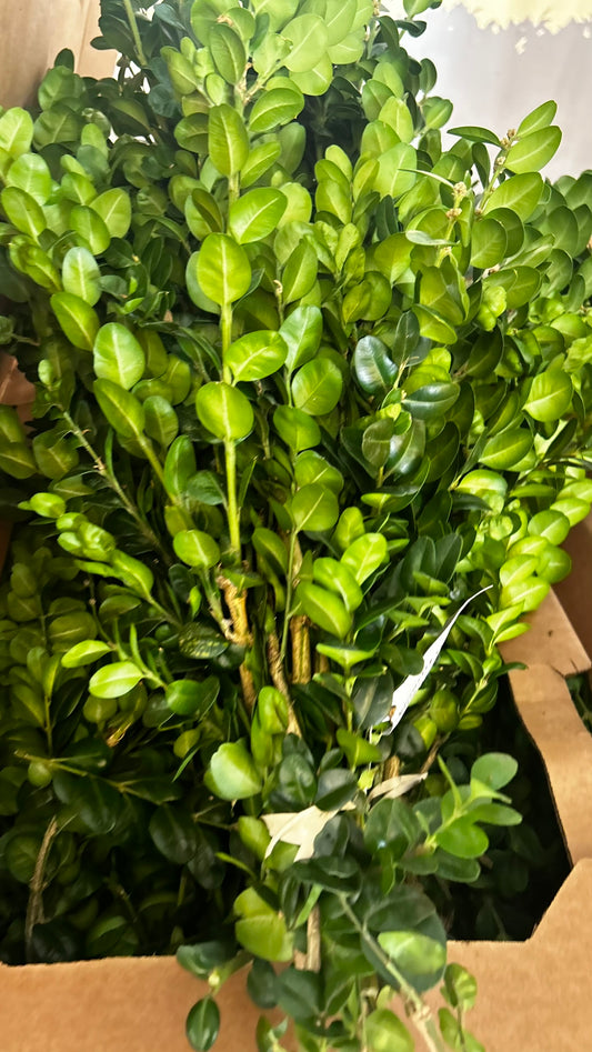 Bunch Greens, German in Boxwood, 1.5 lbs Case (Pack of 15)