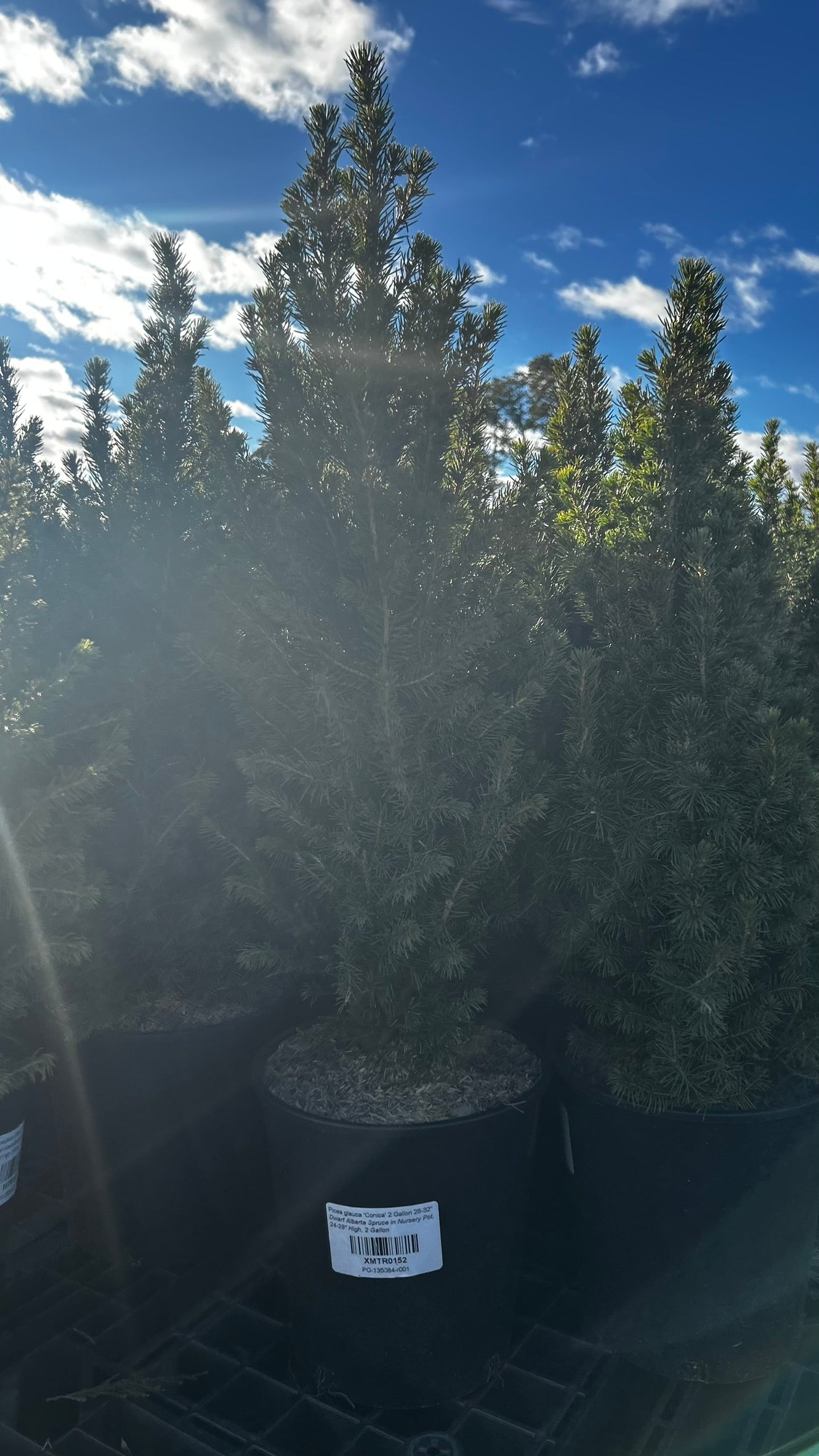 Picea glauca 'Conica' 2 Gallon (Each)