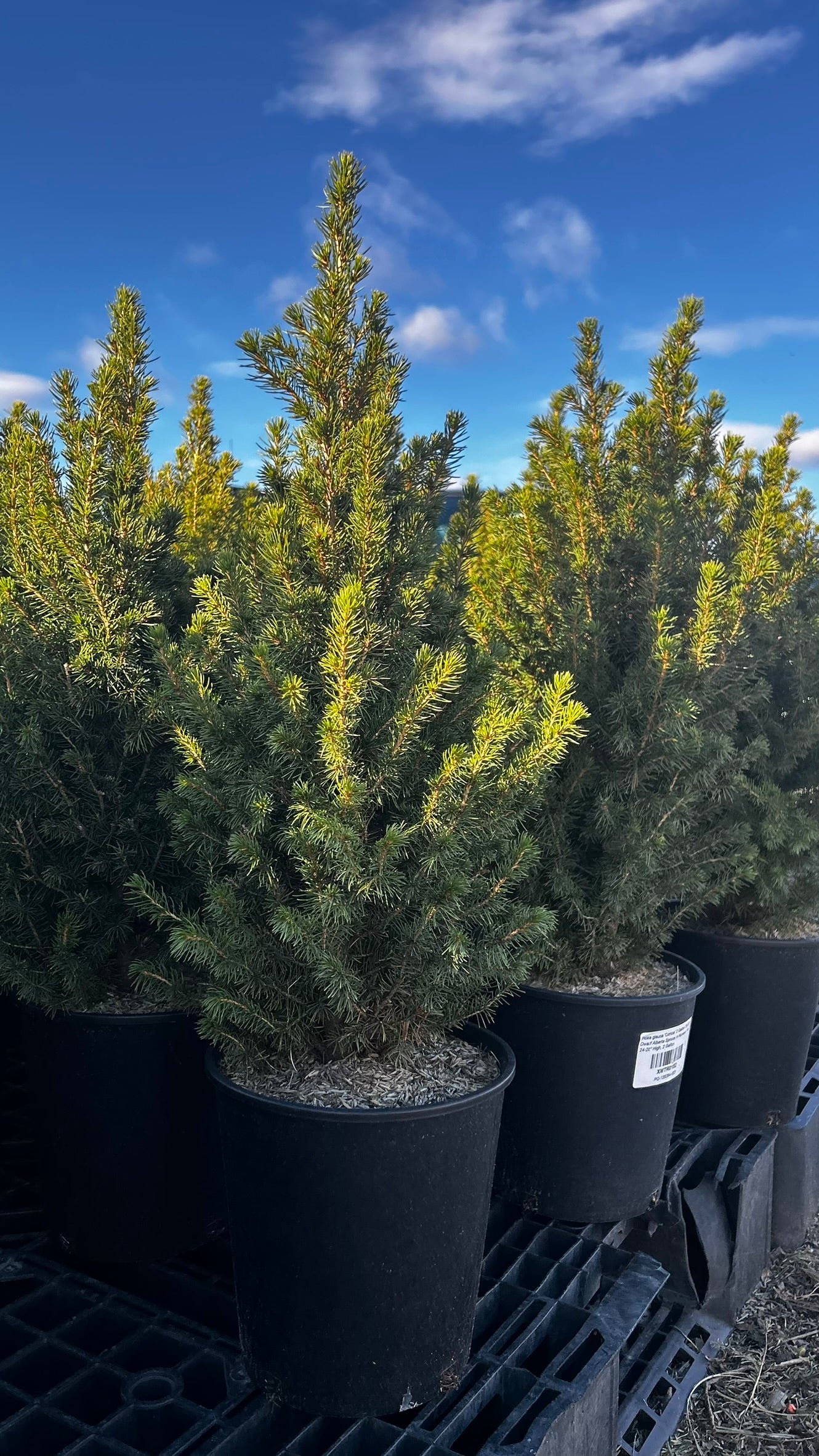 Picea glauca 'Conica' 2 Gallon (Each)