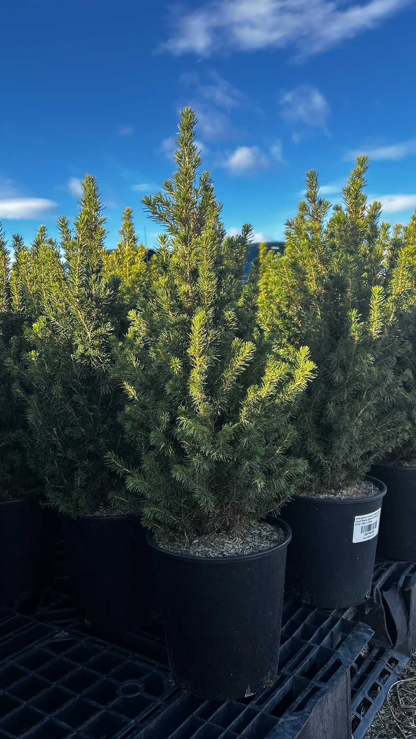 Picea glauca 'Conica' 2 Gallon (Each)