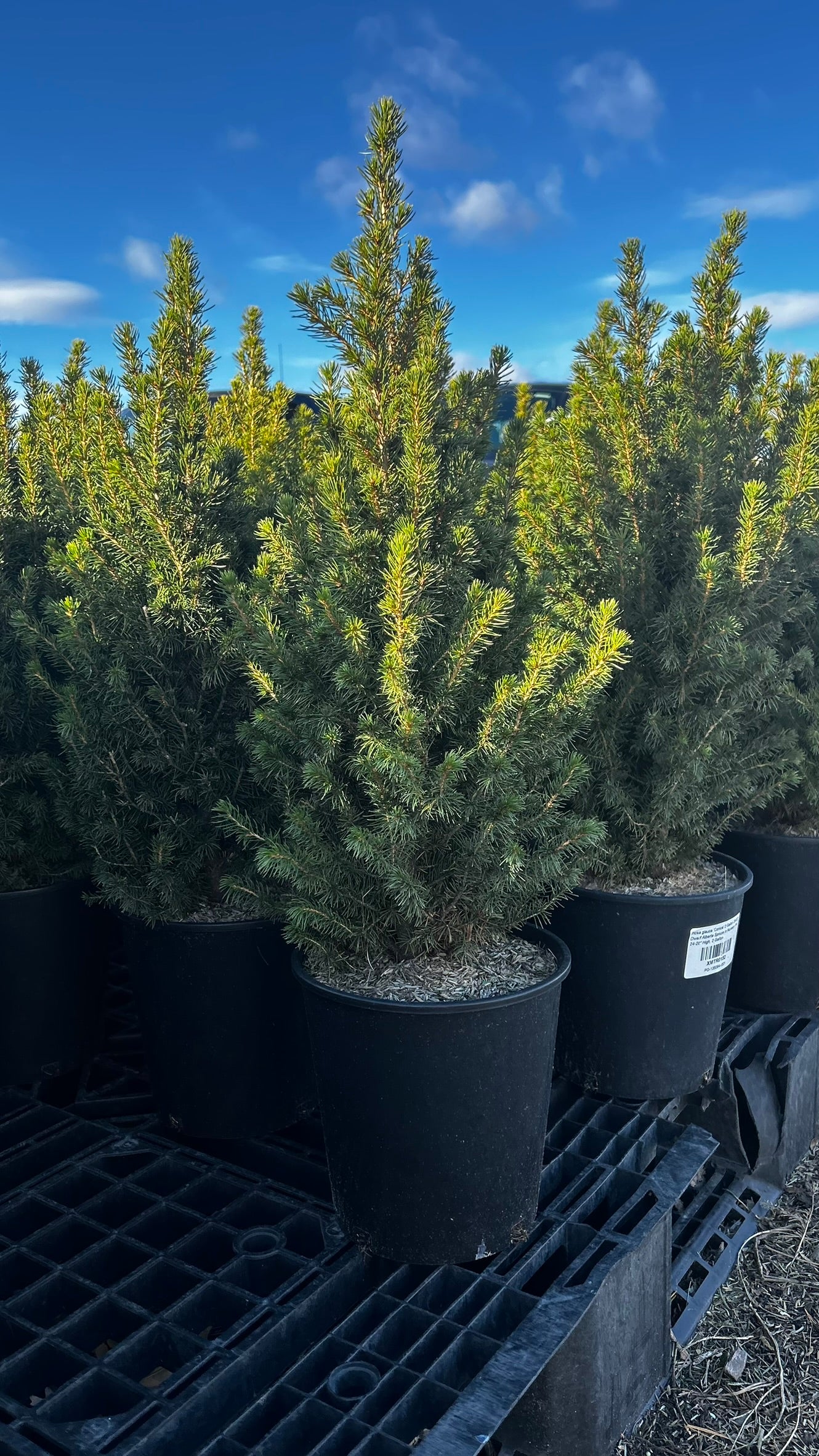 Picea glauca 'Conica' 2 Gallon (Each)