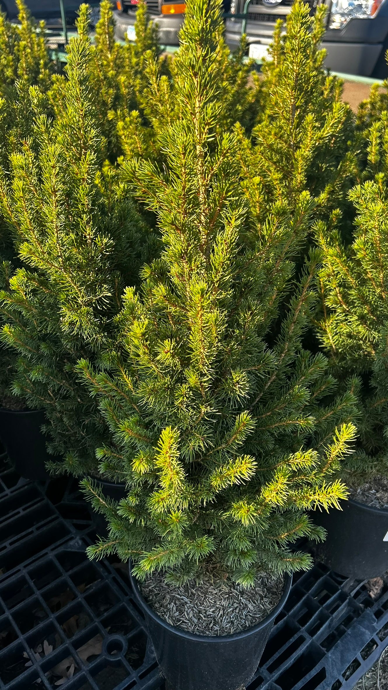 Picea glauca 'Conica' 2 Gallon (Each)