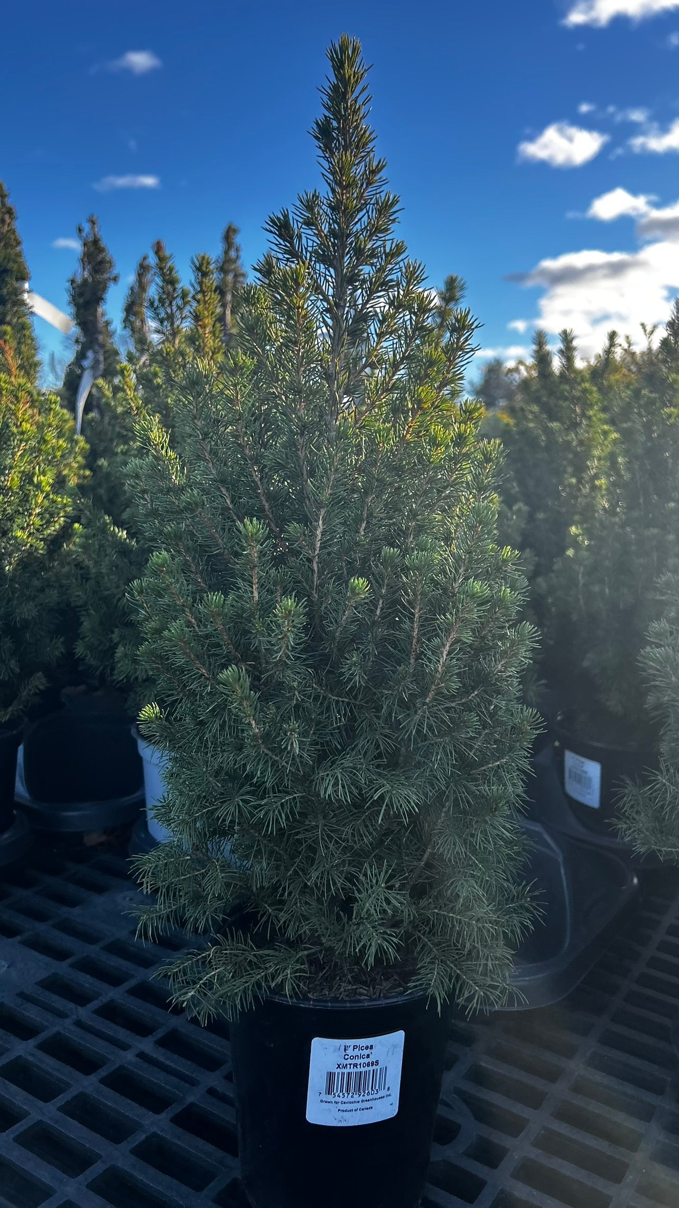 Picea glauca 'Conica',18-24", Black Pot 1 Gallon (Each)