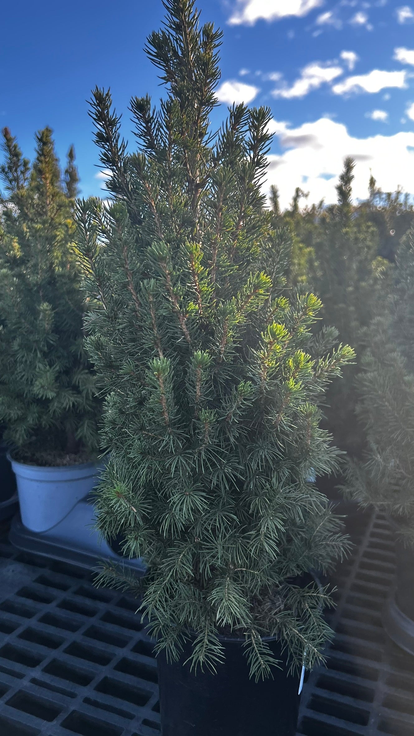 Picea glauca 'Conica',18-24", Black Pot 1 Gallon (Each)