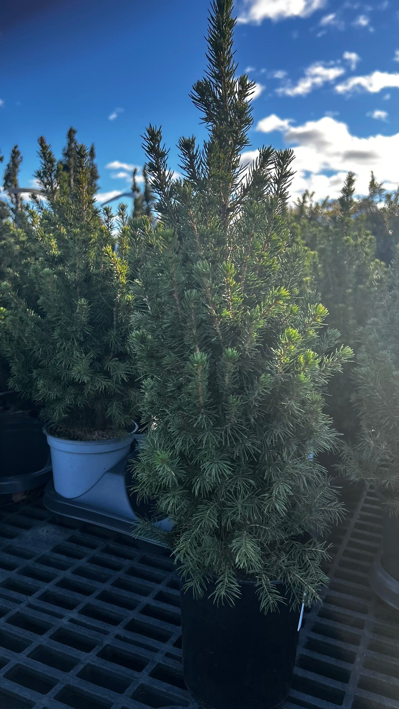 Picea glauca 'Conica',18-24", Black Pot 1 Gallon (Each)