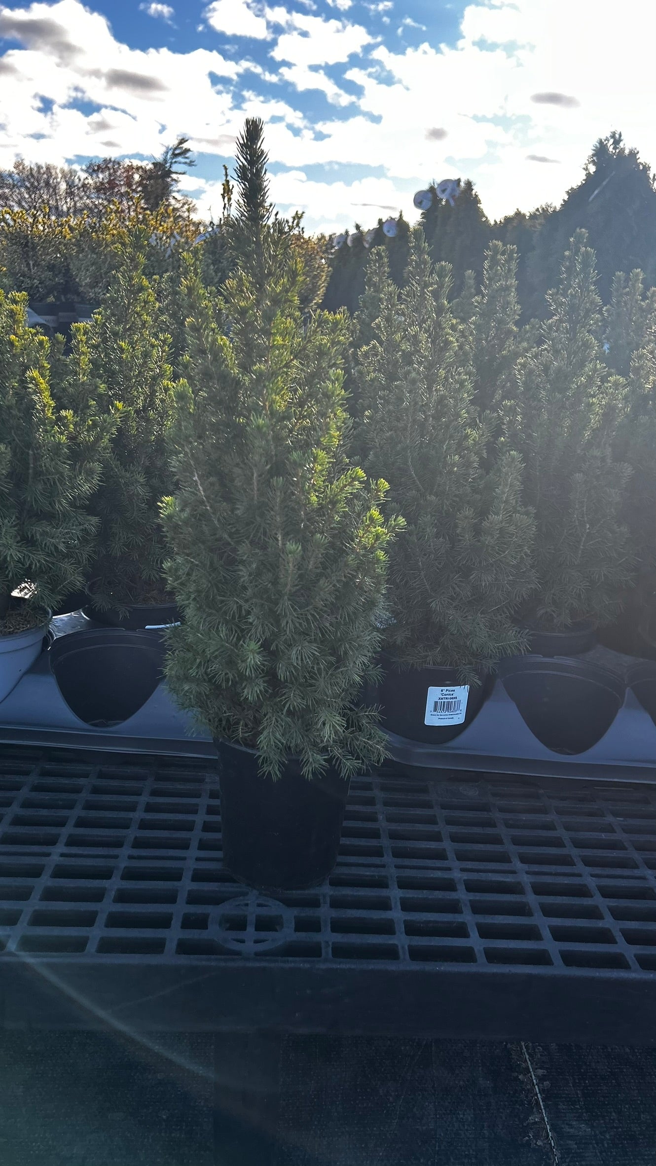 Picea glauca 'Conica',18-24", Black Pot 1 Gallon (Each)