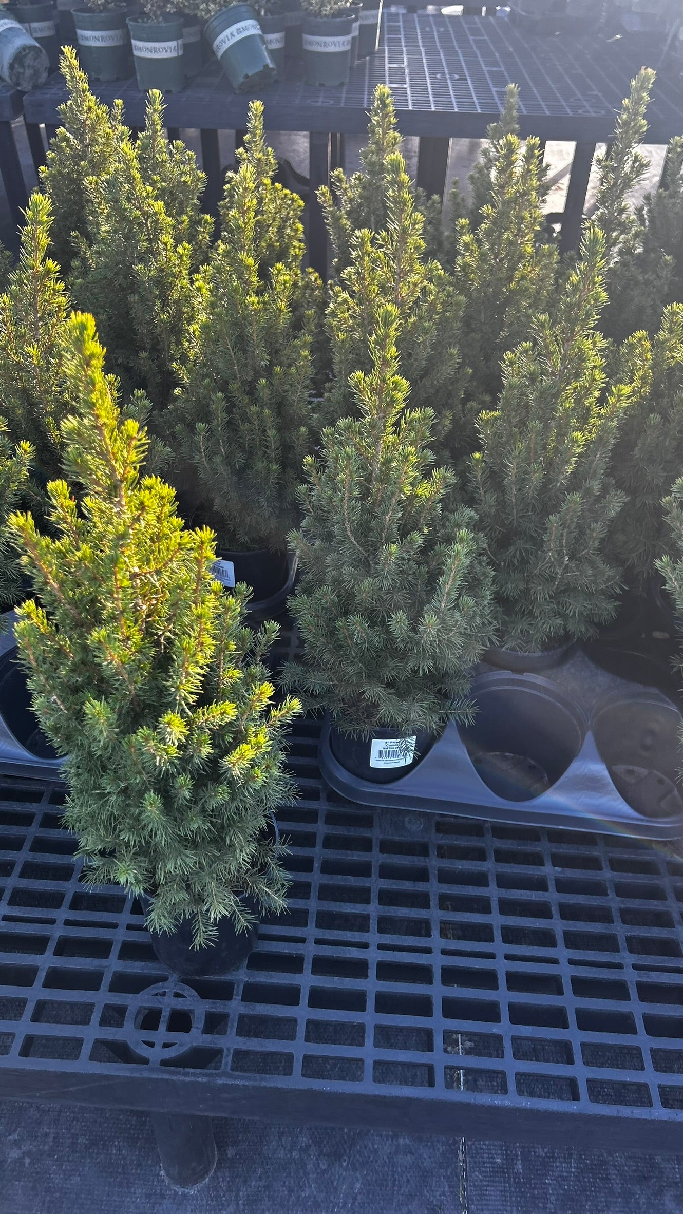 Picea glauca 'Conica',18-24", Black Pot 1 Gallon (Each)