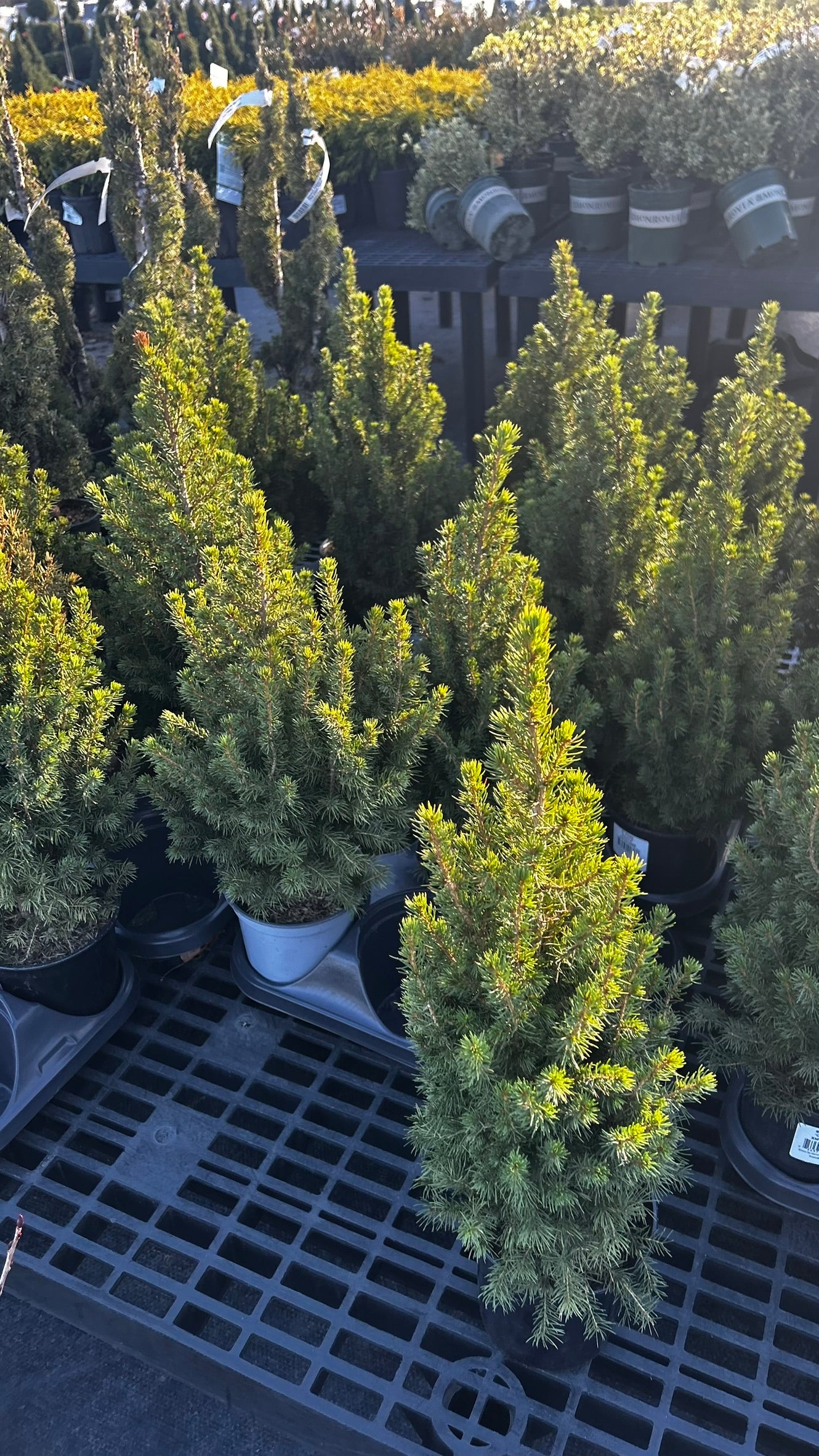 Picea glauca 'Conica',18-24", Black Pot 1 Gallon (Each)