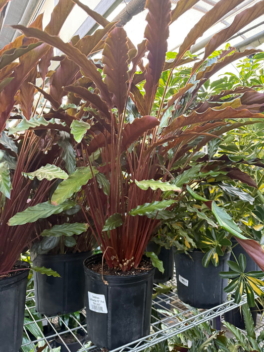 Velvet Prayer Plant Calathea rufibarba - Lush Foliage for Indoor Decor, Pet-Safe, Low Maintenance, High Humidity, Indirect Light - Perfect for Living Rooms & Shady Spaces  10" Pot
