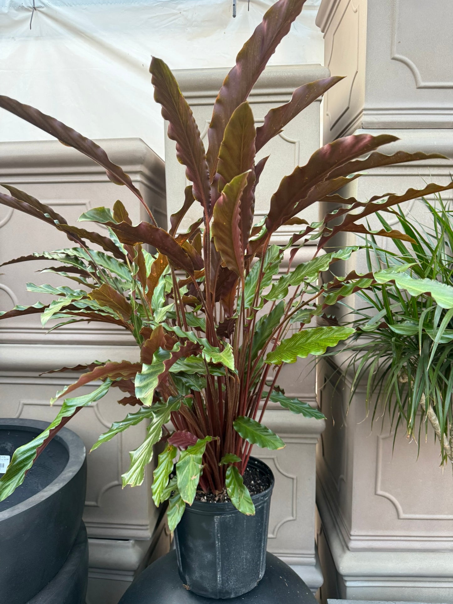 Velvet Prayer Plant Calathea rufibarba- Stunning indoor plant with velvety, patterned leaves, perfect for shaded spaces and container gardening in USDA zones 10-11 10" Pot