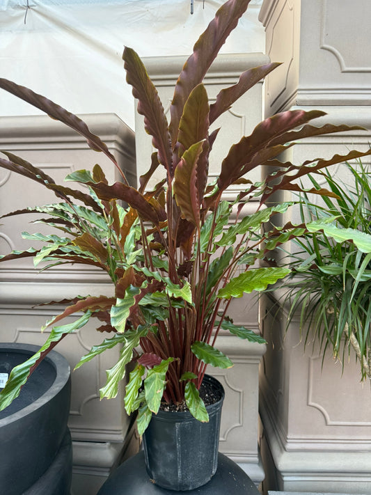 Velvet Prayer Plant Calathea rufibarba- Stunning indoor plant with velvety, patterned leaves, perfect for shaded spaces and container gardening in USDA zones 10-11 10" Pot