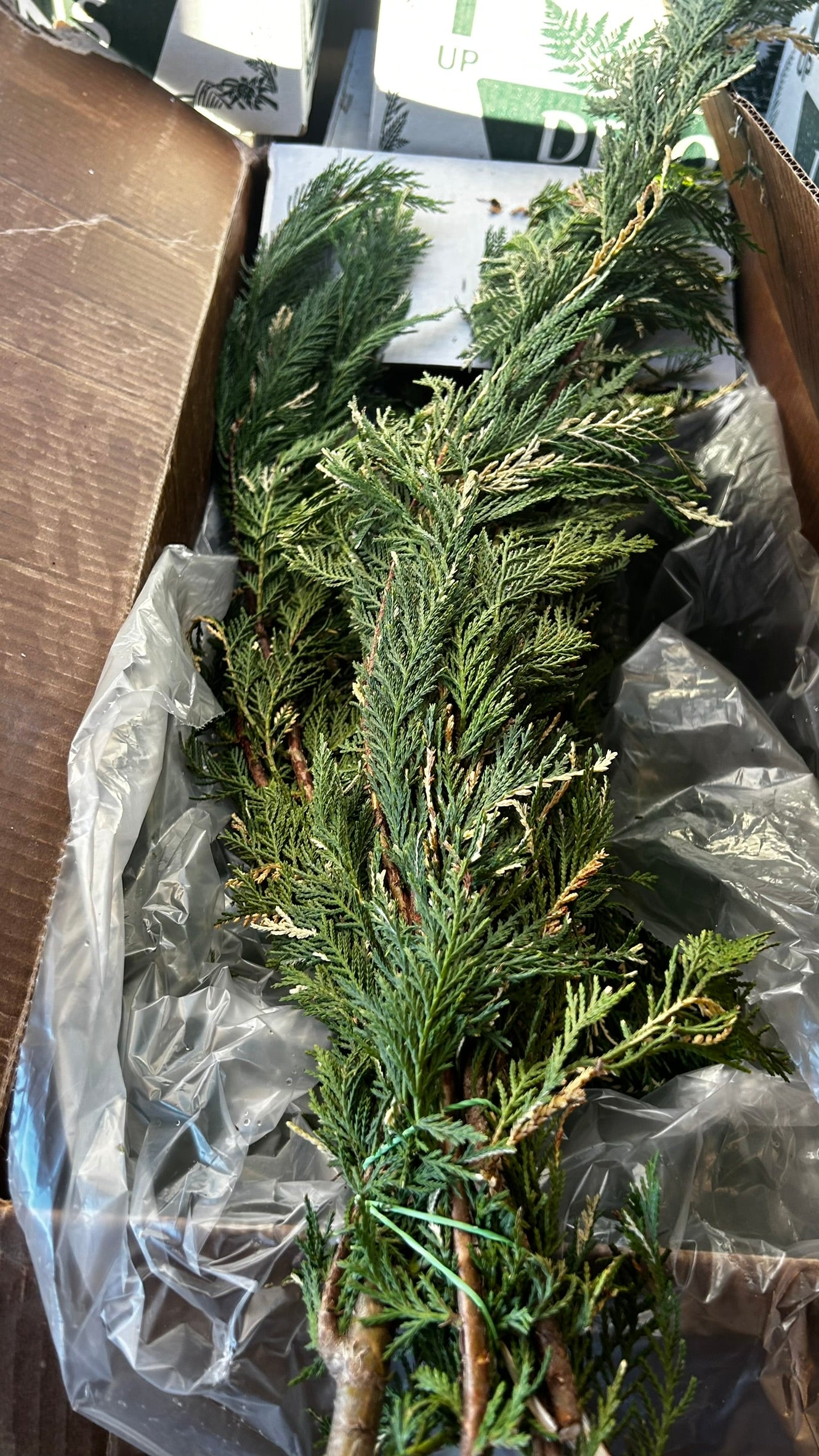 RedCrocus Variegated Leyland Cypress Bunch Greens — 1–1.25 lb Each, Case Pack 15 (PK 15) | Natural Holiday Greenery for Wreaths, Garlands, Centerpieces, Mantel & Gift Wrapping Case (Pack of 15)