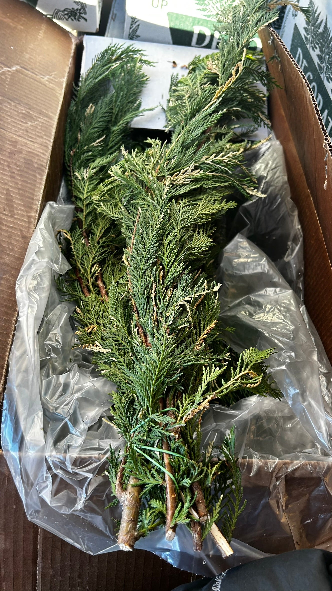 RedCrocus Variegated Leyland Cypress Bunch Greens — 1–1.25 lb Each, Case Pack 15 (PK 15) | Natural Holiday Greenery for Wreaths, Garlands, Centerpieces, Mantel & Gift Wrapping Case (Pack of 15)