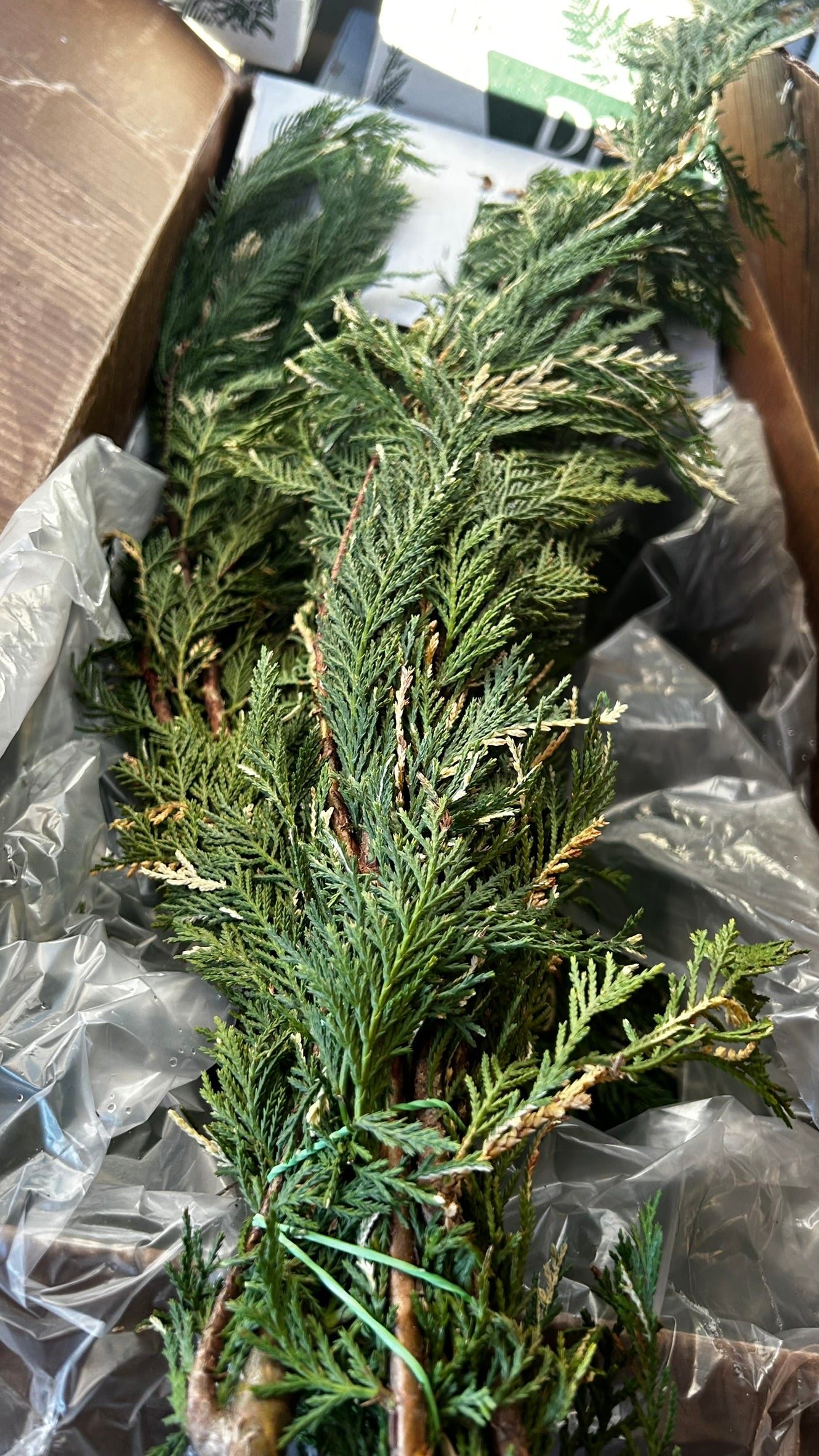 RedCrocus Variegated Leyland Cypress Bunch Greens — 1–1.25 lb Each, Case Pack 15 (PK 15) | Natural Holiday Greenery for Wreaths, Garlands, Centerpieces, Mantel & Gift Wrapping Case (Pack of 15)