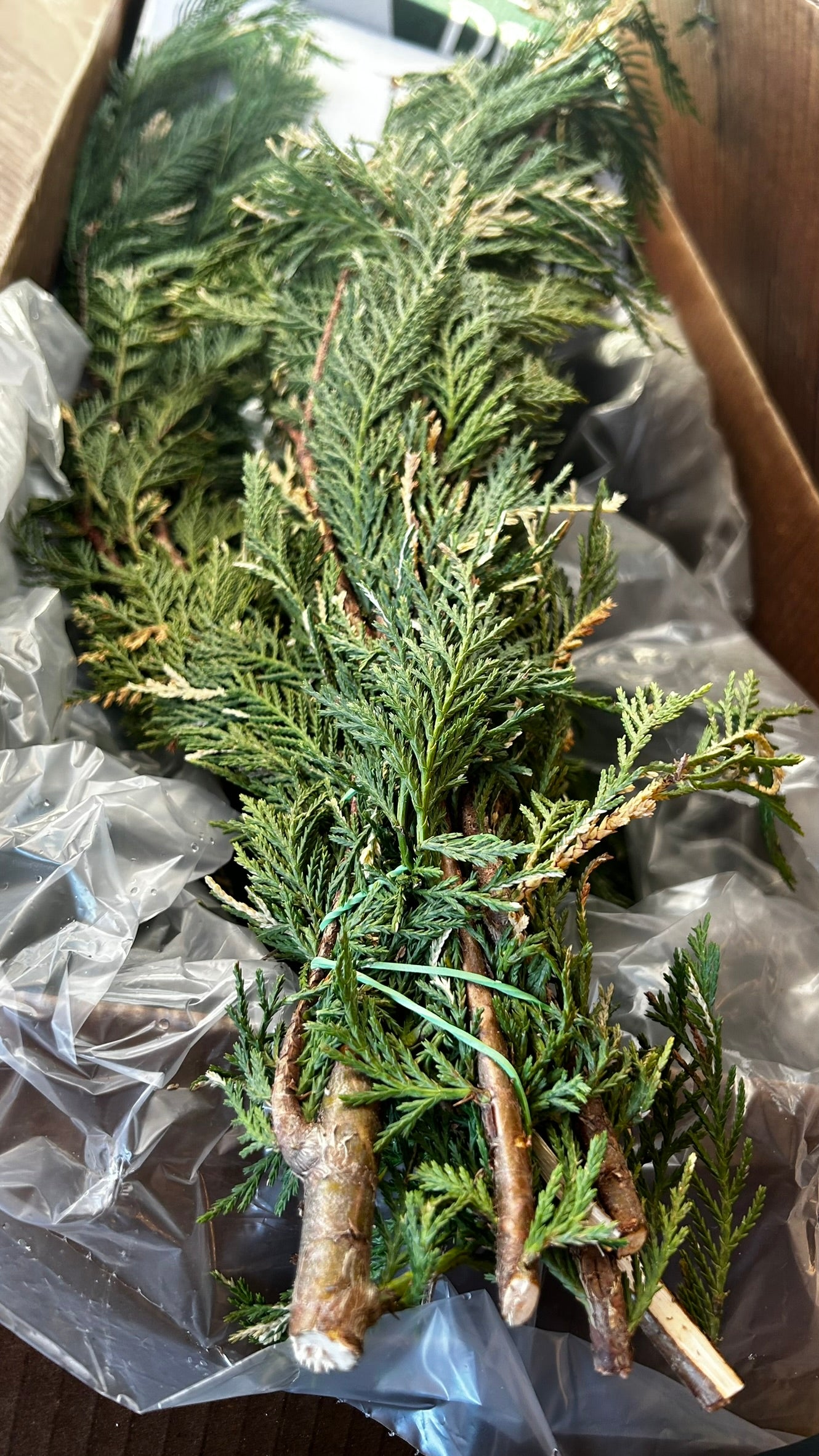 RedCrocus Variegated Leyland Cypress Bunch Greens — 1–1.25 lb Each, Case Pack 15 (PK 15) | Natural Holiday Greenery for Wreaths, Garlands, Centerpieces, Mantel & Gift Wrapping Case (Pack of 15)
