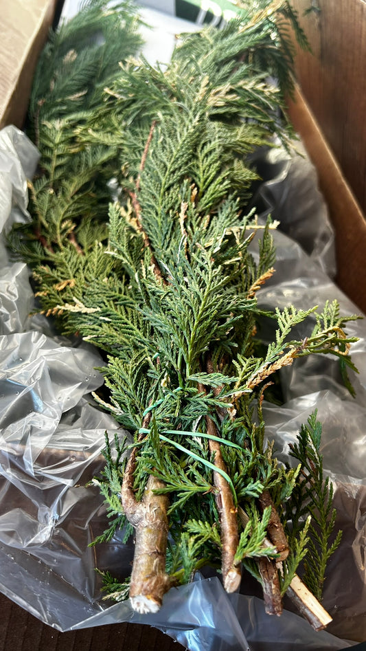 RedCrocus Variegated Leyland Cypress Bunch Greens — 1–1.25 lb Each, Case Pack 15 (PK 15) | Natural Holiday Greenery for Wreaths, Garlands, Centerpieces, Mantel & Gift Wrapping Case (Pack of 15)