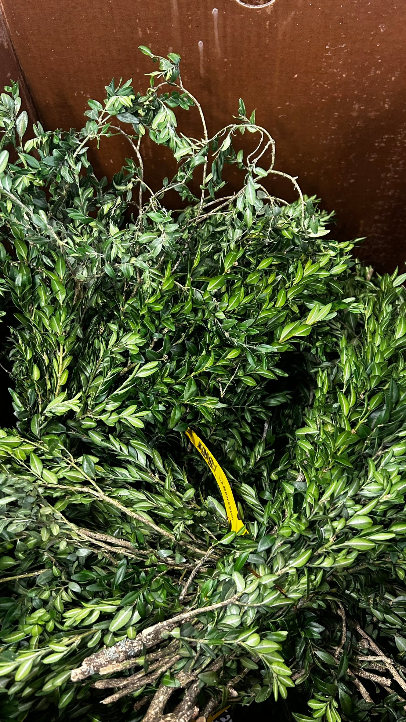 RedCrocus Boxwood Tips Bulk Greens, 20 lb Case – Seasonal Greenery for Wreaths, Garlands, Centerpieces, Mantels & Floral Arrangements; For Events, Retail Displays & Craft Workshops Case (Each)