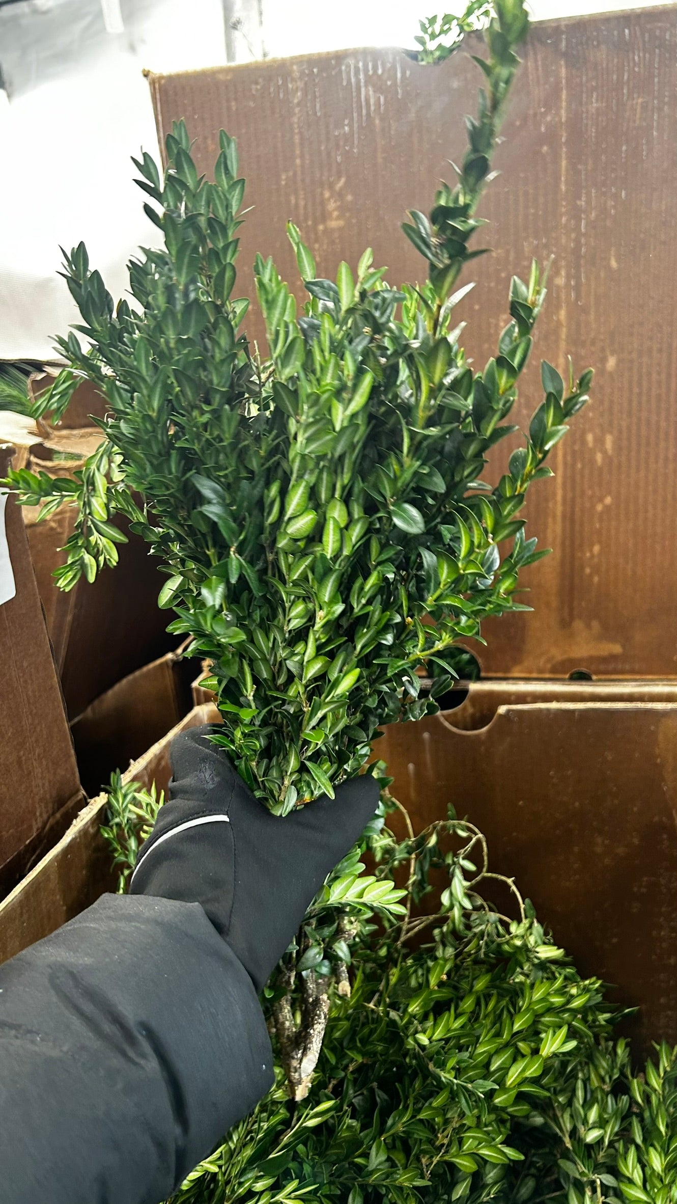 RedCrocus Boxwood Tips Bulk Greens, 20 lb Case – Seasonal Greenery for Wreaths, Garlands, Centerpieces, Mantels & Floral Arrangements; For Events, Retail Displays & Craft Workshops Case (Each)