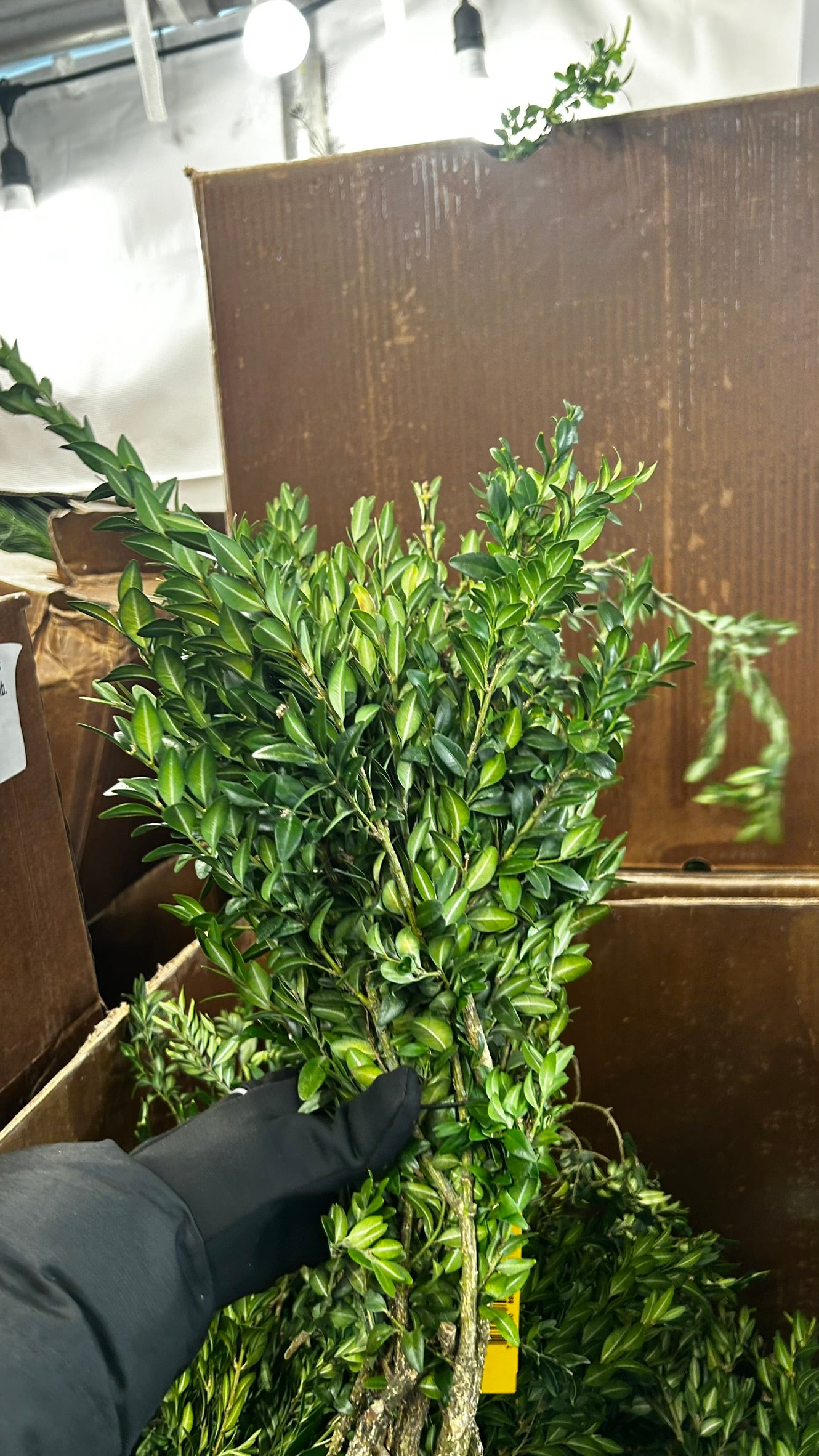 RedCrocus Boxwood Tips Bulk Greens, 20 lb Case – Seasonal Greenery for Wreaths, Garlands, Centerpieces, Mantels & Floral Arrangements; For Events, Retail Displays & Craft Workshops Case (Each)