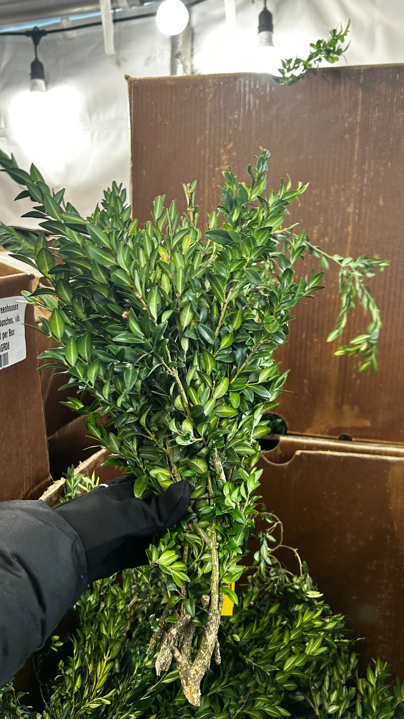 RedCrocus Boxwood Tips Bulk Greens, 20 lb Case – Seasonal Greenery for Wreaths, Garlands, Centerpieces, Mantels & Floral Arrangements; For Events, Retail Displays & Craft Workshops Case (Each)