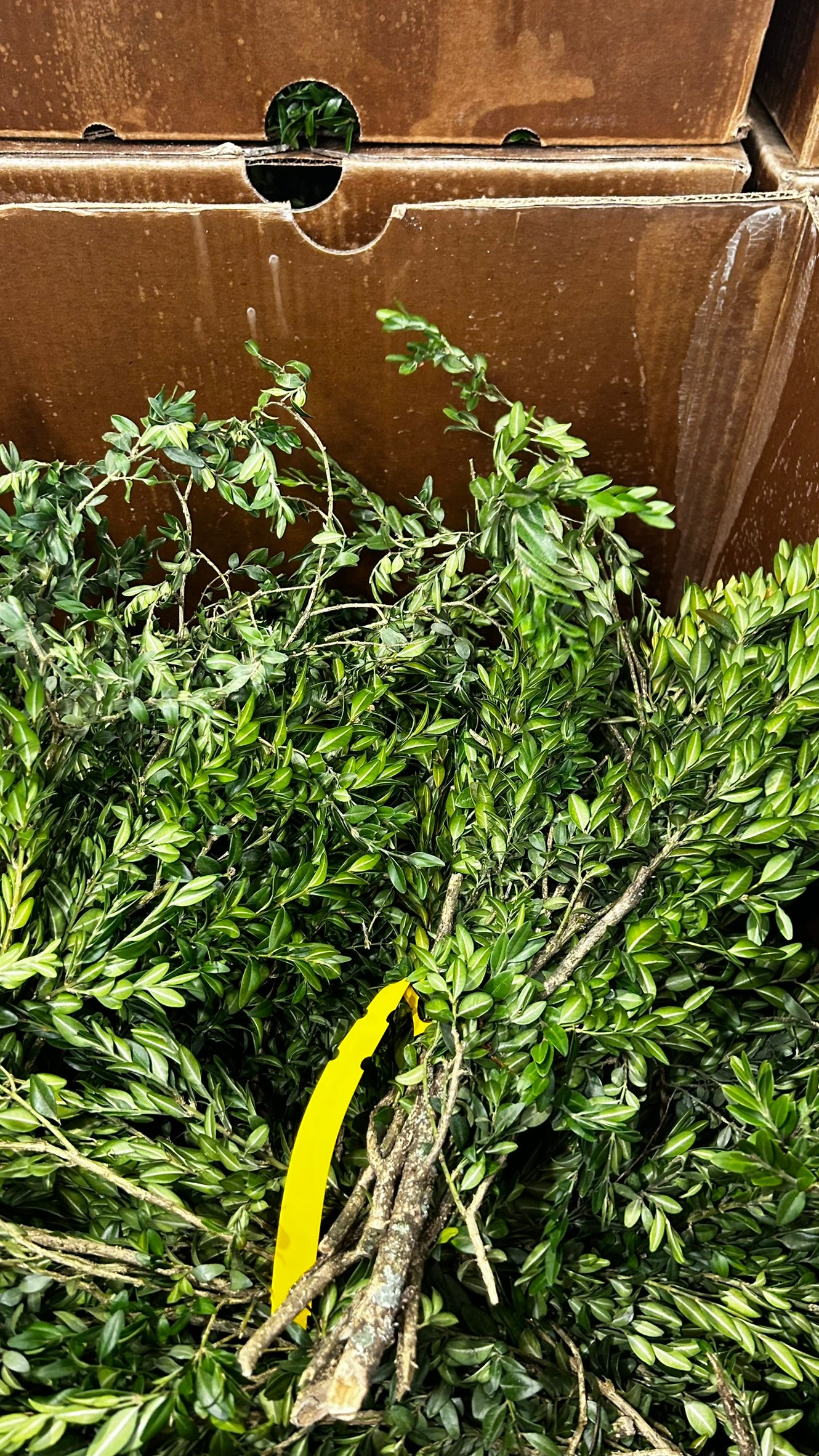 RedCrocus Boxwood Tips Bulk Greens, 20 lb Case – Seasonal Greenery for Wreaths, Garlands, Centerpieces, Mantels & Floral Arrangements; For Events, Retail Displays & Craft Workshops Case (Each)