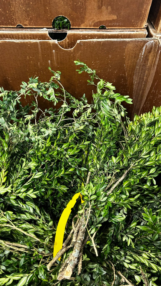 RedCrocus Boxwood Tips Bulk Greens, 20 lb Case – Seasonal Greenery for Wreaths, Garlands, Centerpieces, Mantels & Floral Arrangements; For Events, Retail Displays & Craft Workshops Case (Each)