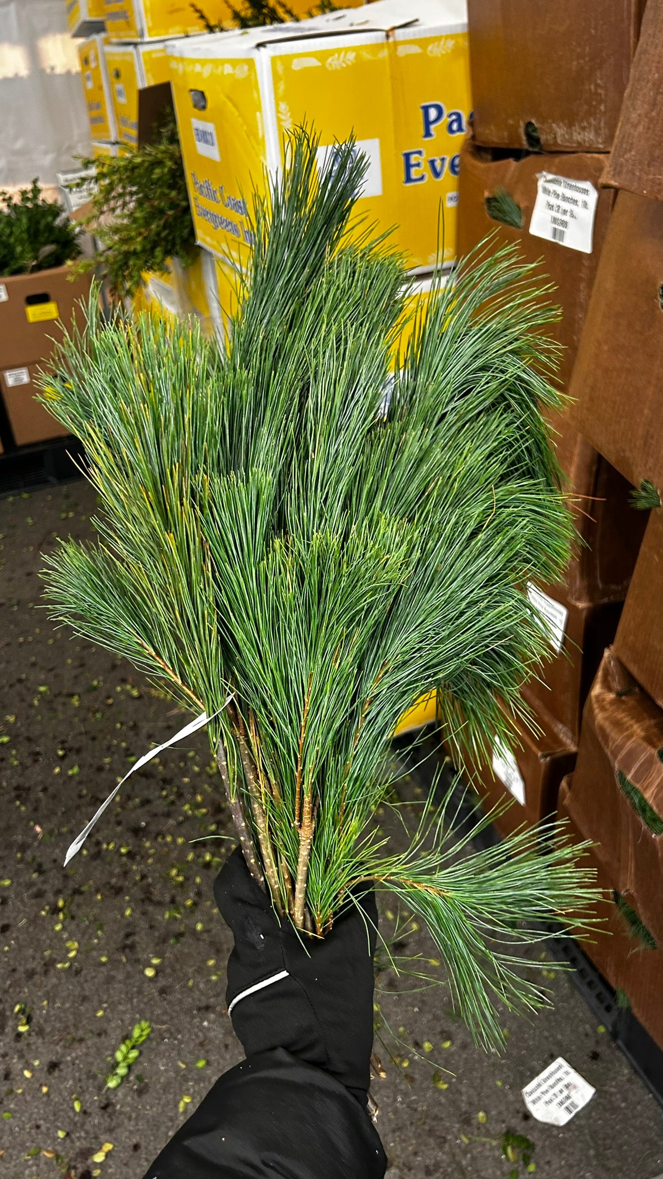 RedCrocus White Pine Tips Greens — 1 lb Bunch, Case Pack of 20 — Loose Evergreen Bunches for Wreaths, Garlands, Centerpieces, Mantel & Holiday Floral Accents (SKU XMGR08) Case (Pack of 20)