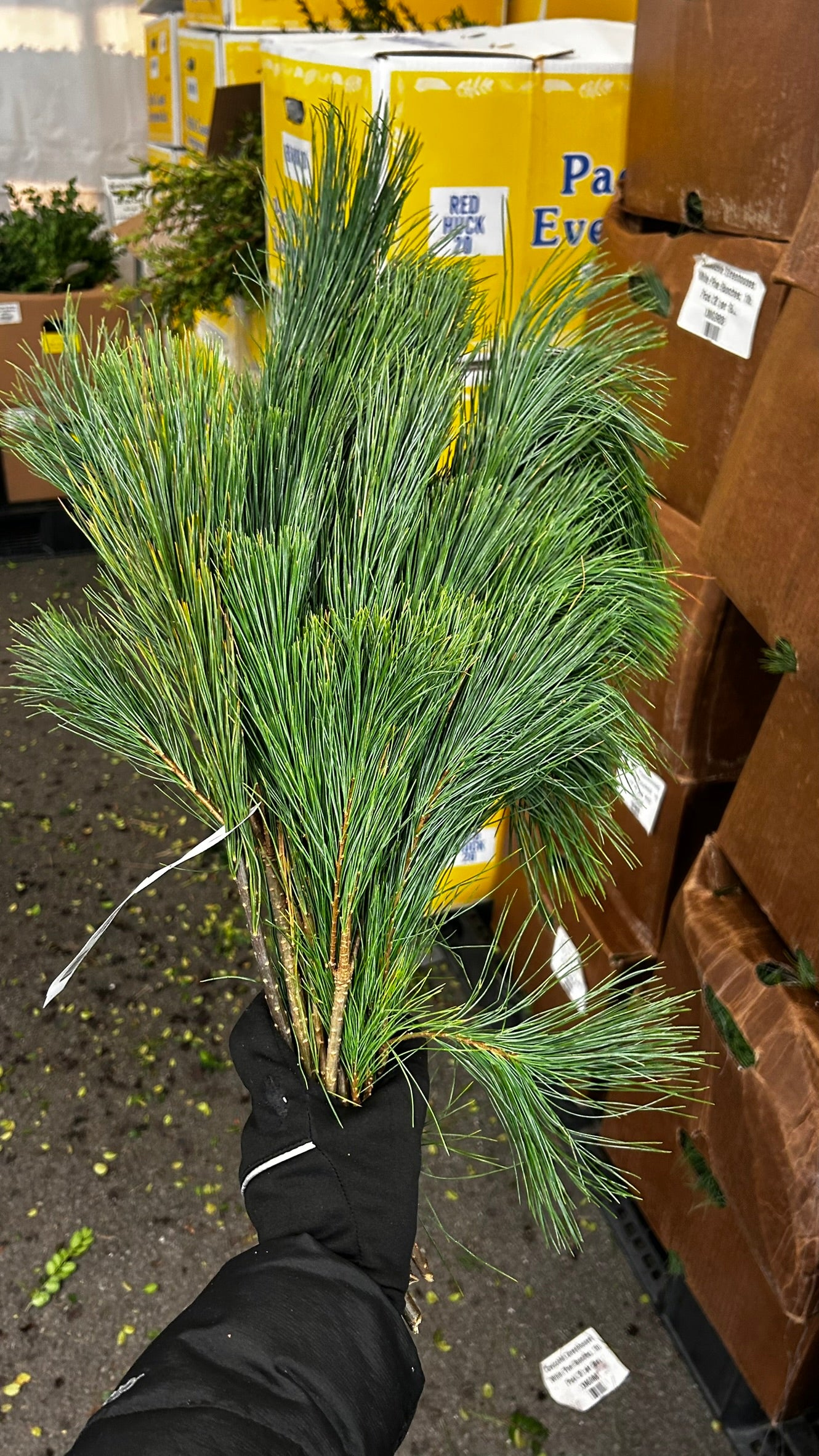 RedCrocus White Pine Tips Greens — 1 lb Bunch, Case Pack of 20 — Loose Evergreen Bunches for Wreaths, Garlands, Centerpieces, Mantel & Holiday Floral Accents (SKU XMGR08) Case (Pack of 20)