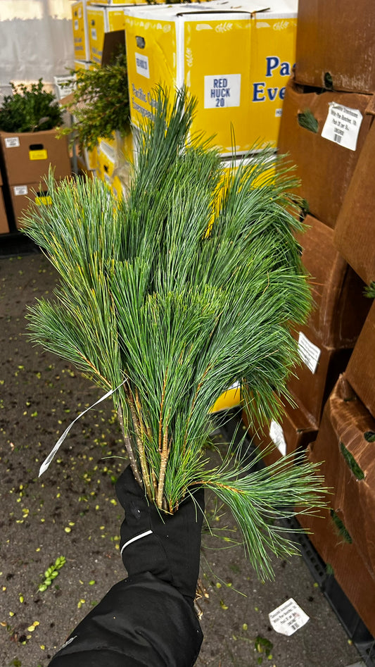 RedCrocus White Pine Tips Greens — 1 lb Bunch, Case Pack of 20 — Loose Evergreen Bunches for Wreaths, Garlands, Centerpieces, Mantel & Holiday Floral Accents (SKU XMGR08) Case (Pack of 20)