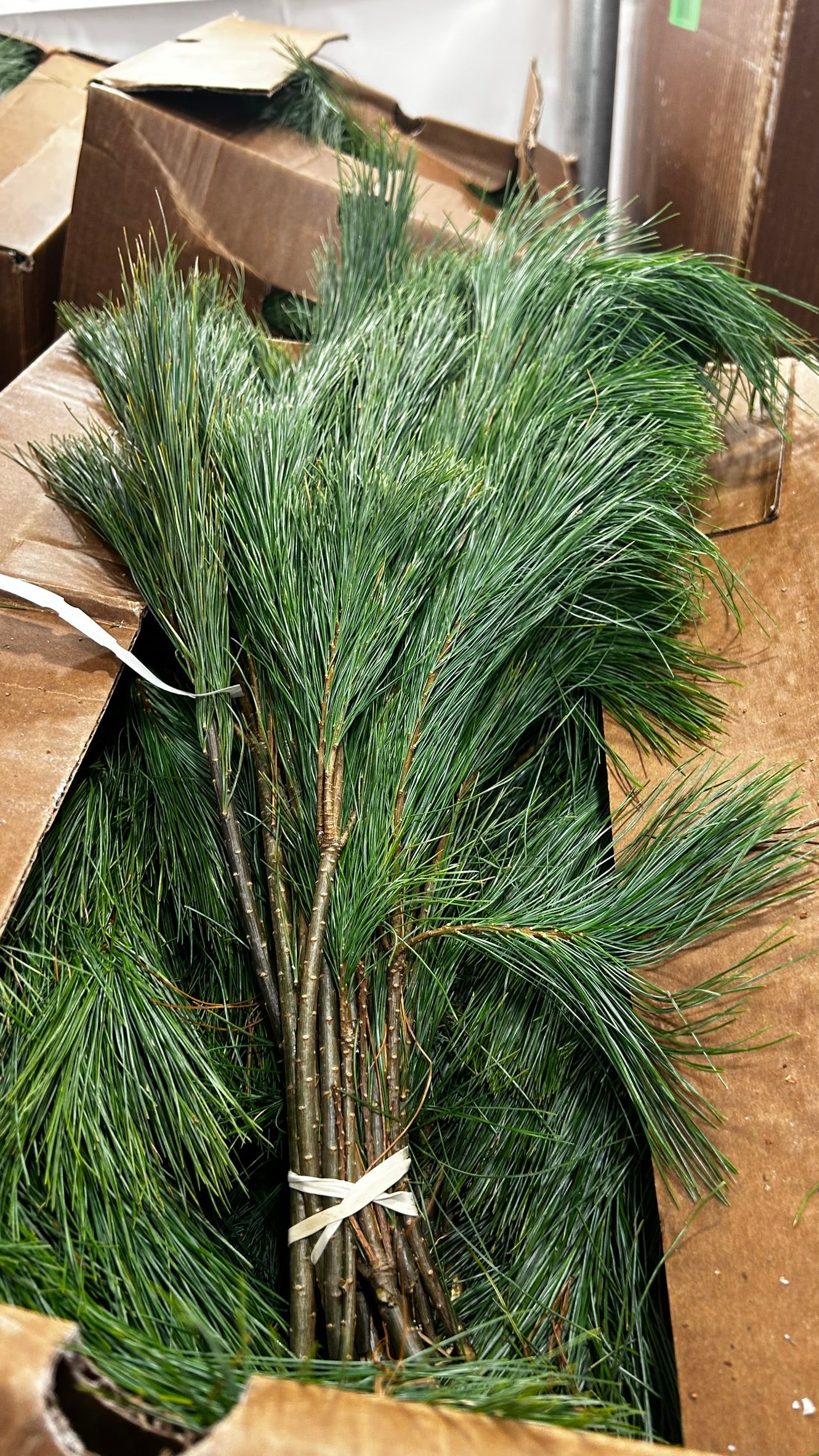 RedCrocus White Pine Tips Greens — 1 lb Bunch, Case Pack of 20 — Loose Evergreen Bunches for Wreaths, Garlands, Centerpieces, Mantel & Holiday Floral Accents (SKU XMGR08) Case (Pack of 20)