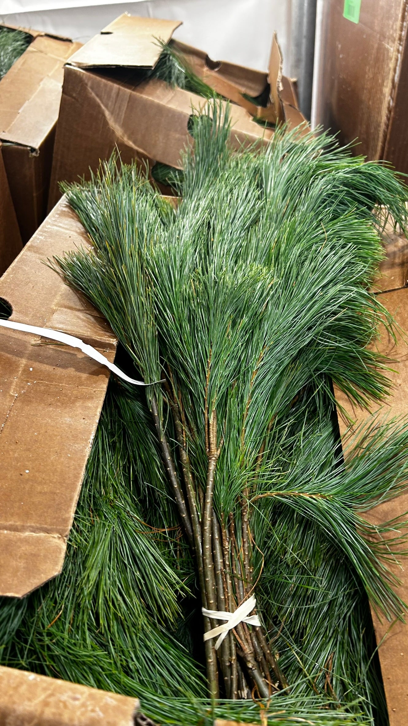 RedCrocus White Pine Tips Greens — 1 lb Bunch, Case Pack of 20 — Loose Evergreen Bunches for Wreaths, Garlands, Centerpieces, Mantel & Holiday Floral Accents (SKU XMGR08) Case (Pack of 20)