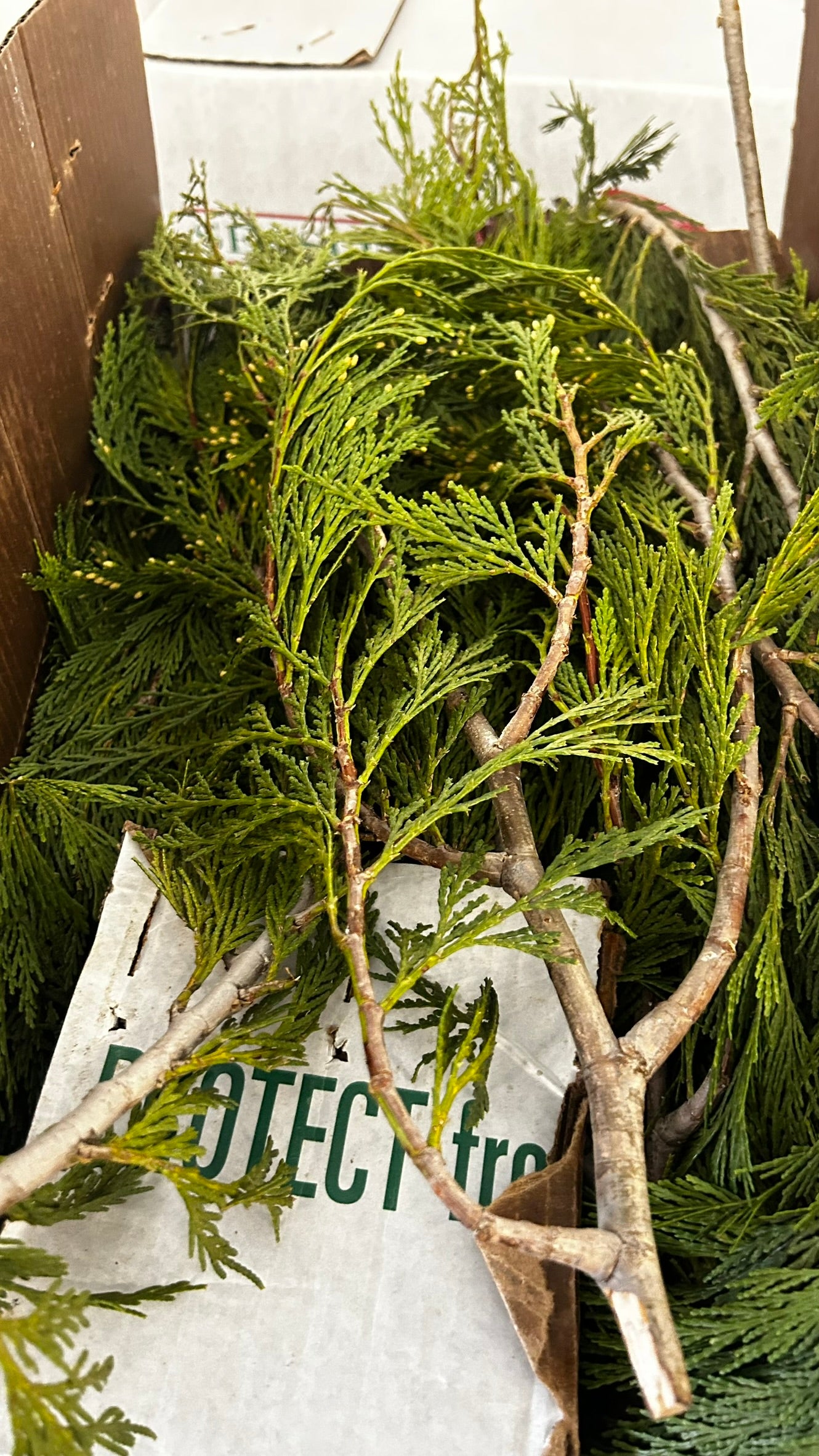 RedCrocus Incense Cedar Bunch Greens - 1.25 lb - Case Pack of 20 - Natural Holiday Greenery for Wreaths, Garlands, Centerpieces, Mantels - Indoor/Covered Outdoor - SKU XMGR33 Case (Pack of 20)
