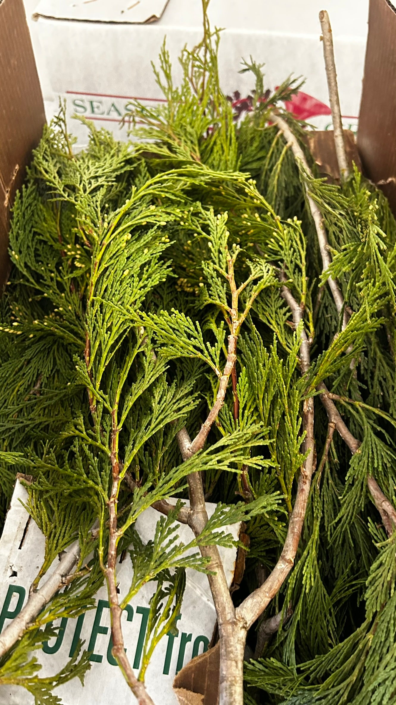 RedCrocus Incense Cedar Bunch Greens - 1.25 lb - Case Pack of 20 - Natural Holiday Greenery for Wreaths, Garlands, Centerpieces, Mantels - Indoor/Covered Outdoor - SKU XMGR33 Case (Pack of 20)