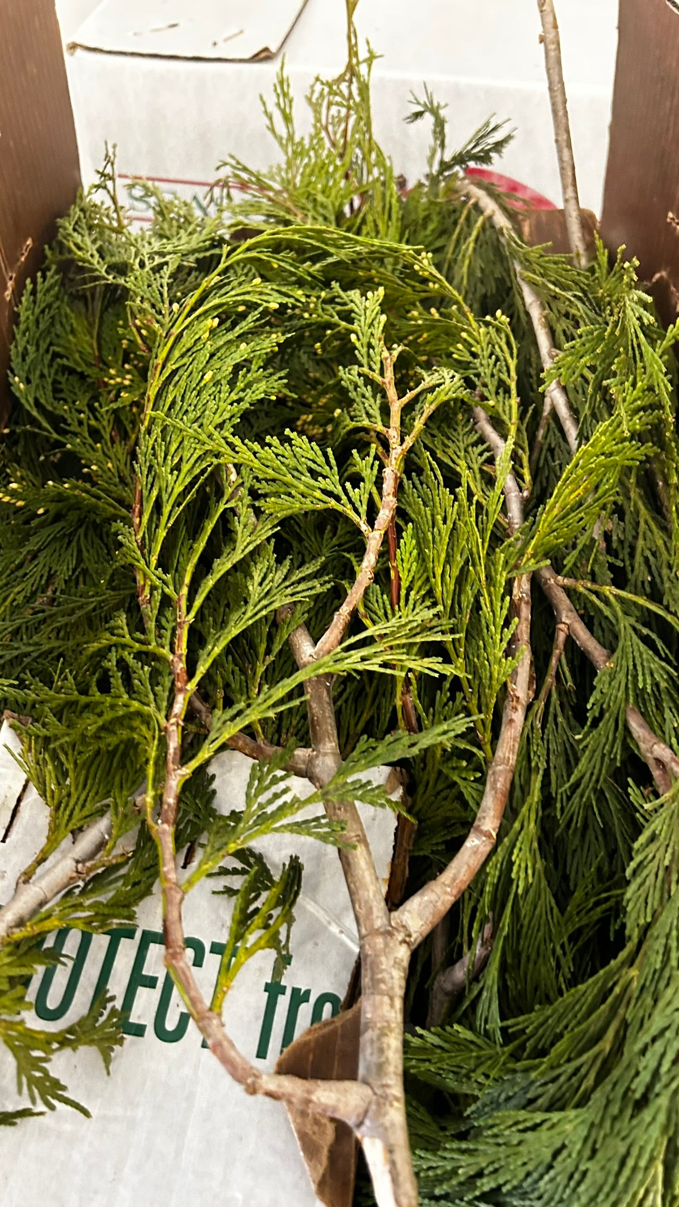 RedCrocus Incense Cedar Bunch Greens - 1.25 lb - Case Pack of 20 - Natural Holiday Greenery for Wreaths, Garlands, Centerpieces, Mantels - Indoor/Covered Outdoor - SKU XMGR33 Case (Pack of 20)