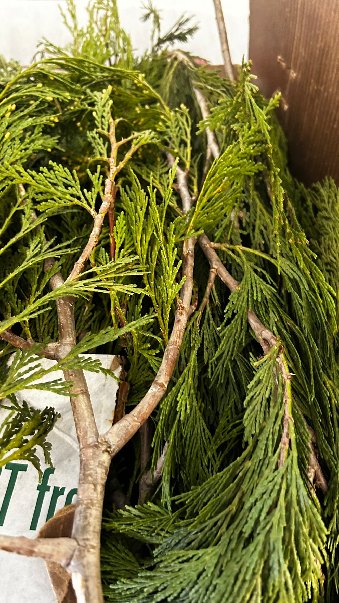 RedCrocus Incense Cedar Bunch Greens - 1.25 lb - Case Pack of 20 - Natural Holiday Greenery for Wreaths, Garlands, Centerpieces, Mantels - Indoor/Covered Outdoor - SKU XMGR33 Case (Pack of 20)