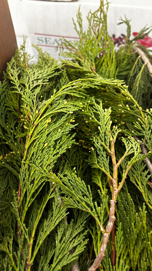 RedCrocus Incense Cedar Bunch Greens - 1.25 lb - Case Pack of 20 - Natural Holiday Greenery for Wreaths, Garlands, Centerpieces, Mantels - Indoor/Covered Outdoor - SKU XMGR33 Case (Pack of 20)