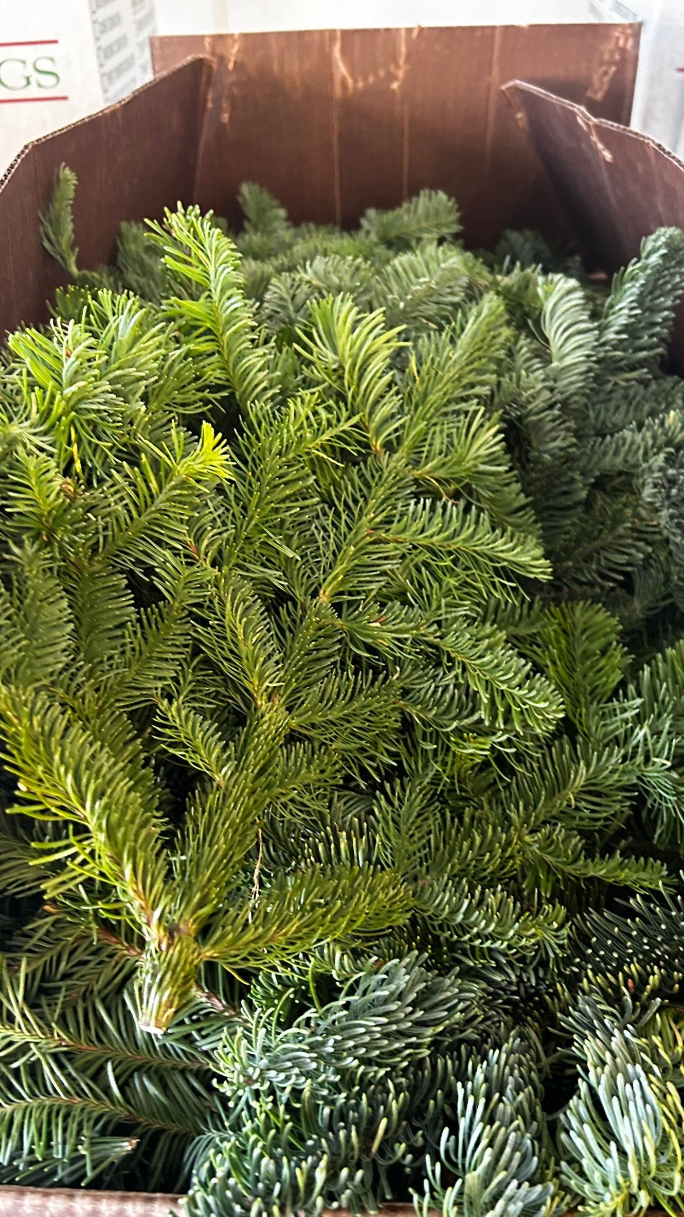 RedCrocus Noble Fir Bunch Greens — Case, PK 20 (1.5 lb Each) — Evergreen Greens for Holiday Wreaths, Garlands, Centerpieces; Rustic, Woodland, Farmhouse Décor; Indoor/Covered Outdoor Case (Pack of 20)