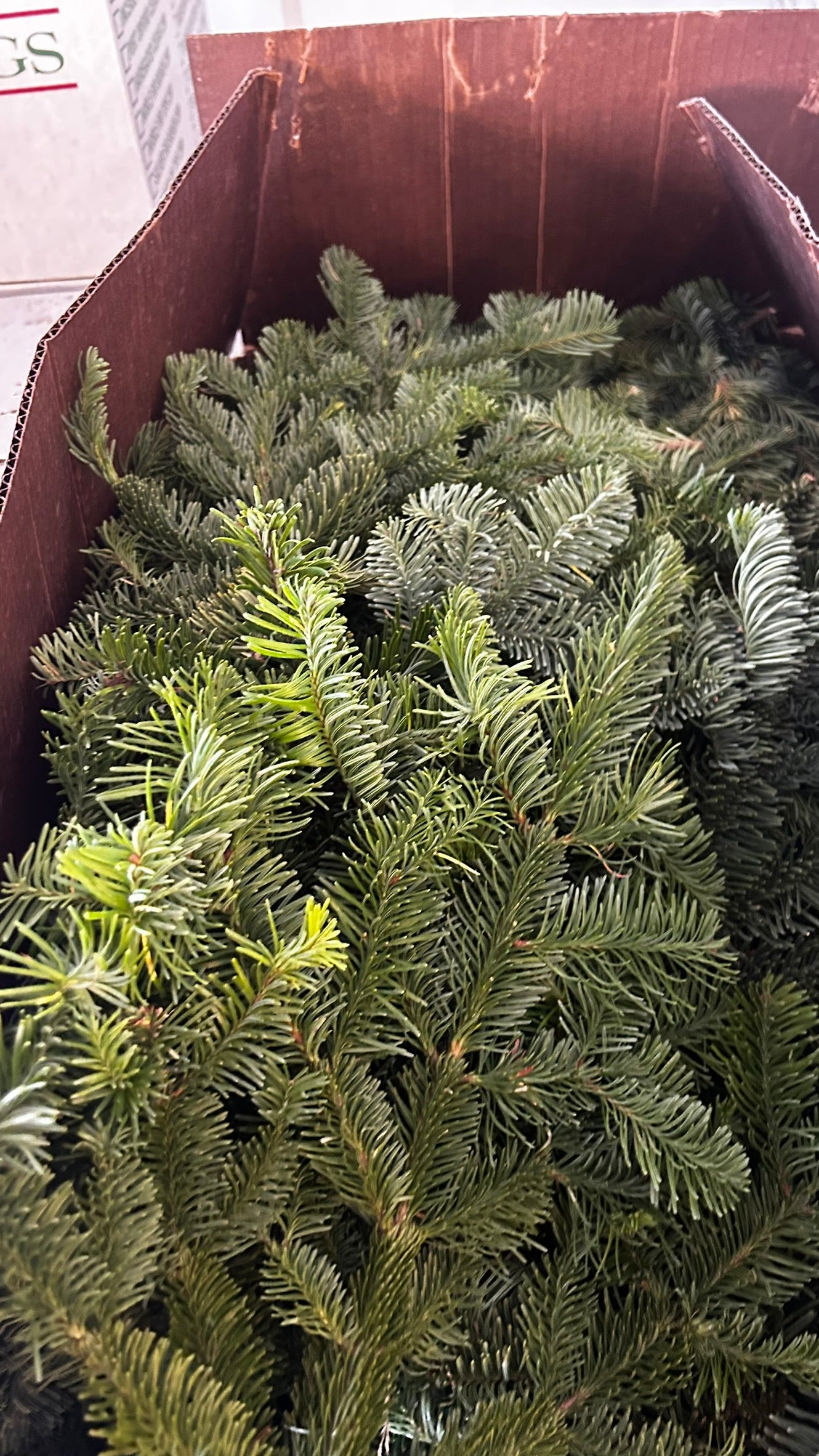 RedCrocus Noble Fir Bunch Greens — Case, PK 20 (1.5 lb Each) — Evergreen Greens for Holiday Wreaths, Garlands, Centerpieces; Rustic, Woodland, Farmhouse Décor; Indoor/Covered Outdoor Case (Pack of 20)