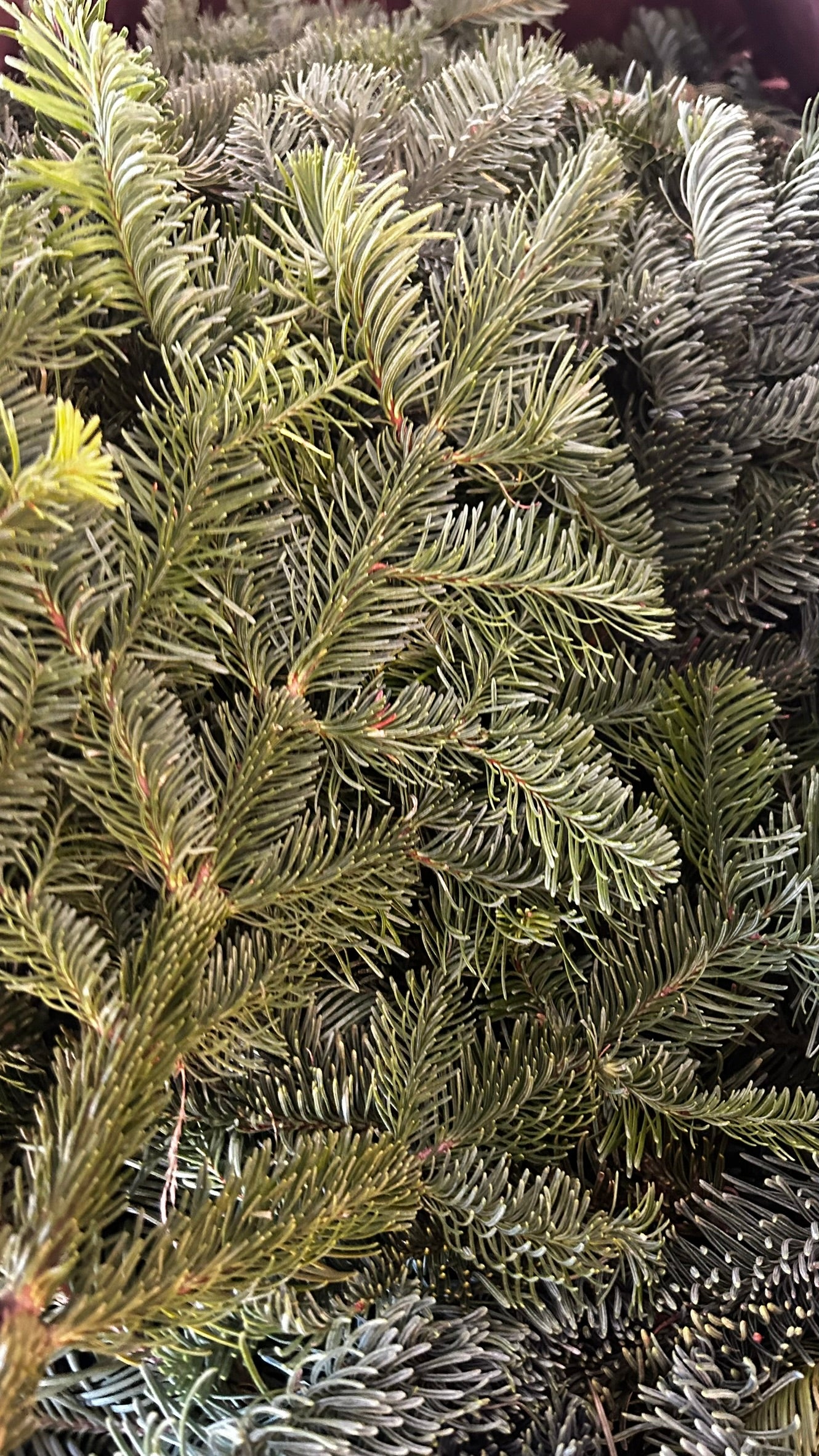 RedCrocus Noble Fir Bunch Greens — Case, PK 20 (1.5 lb Each) — Evergreen Greens for Holiday Wreaths, Garlands, Centerpieces; Rustic, Woodland, Farmhouse Décor; Indoor/Covered Outdoor Case (Pack of 20)