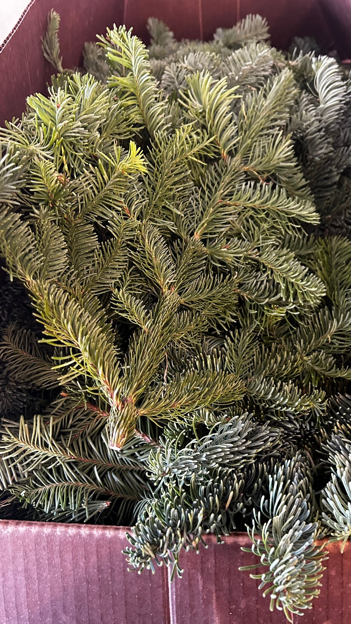 RedCrocus Noble Fir Bunch Greens — Case, PK 20 (1.5 lb Each) — Evergreen Greens for Holiday Wreaths, Garlands, Centerpieces; Rustic, Woodland, Farmhouse Décor; Indoor/Covered Outdoor Case (Pack of 20)