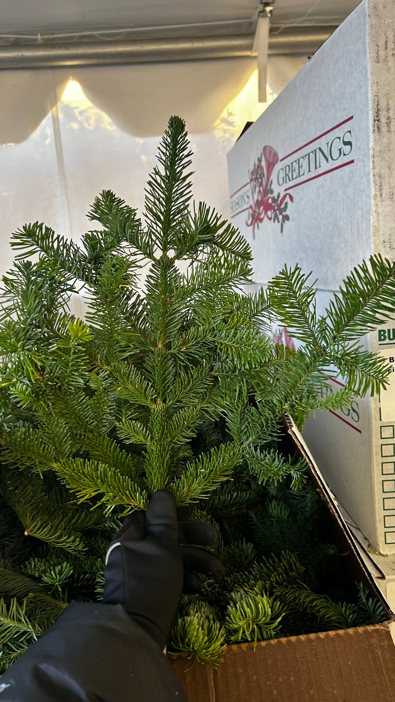 RedCrocus Noble Fir Bunch Greens — Case, PK 20 (1.5 lb Each) — Evergreen Greens for Holiday Wreaths, Garlands, Centerpieces; Rustic, Woodland, Farmhouse Décor; Indoor/Covered Outdoor Case (Pack of 20)