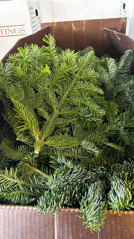 RedCrocus Noble Fir Bunch Greens — Case, PK 20 (1.5 lb Each) — Evergreen Greens for Holiday Wreaths, Garlands, Centerpieces; Rustic, Woodland, Farmhouse Décor; Indoor/Covered Outdoor Case (Pack of 20)