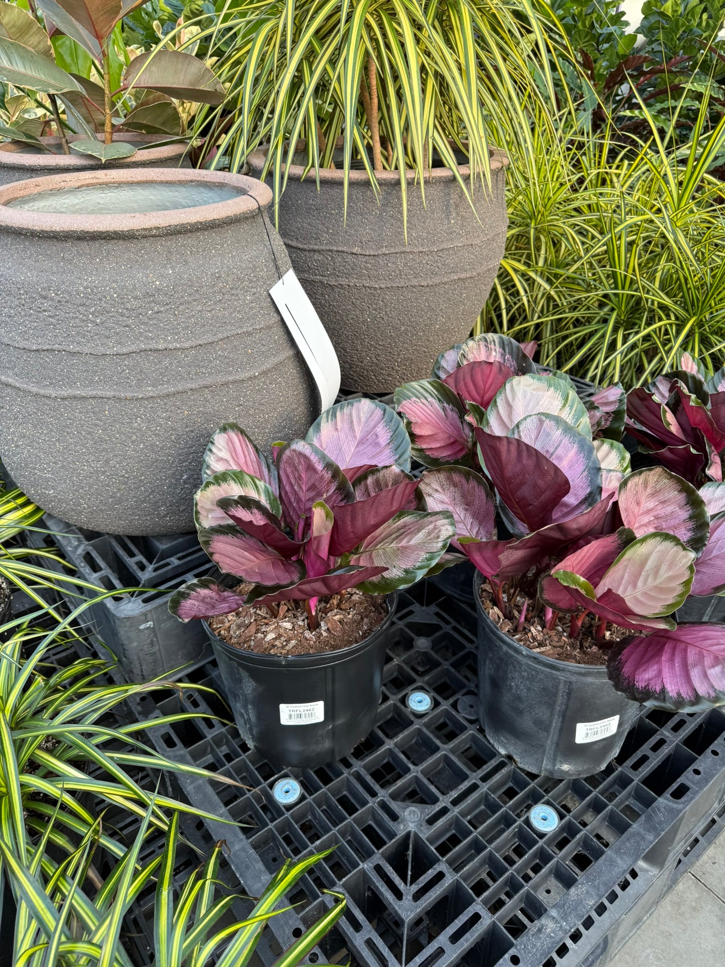Calathea Small Pack Bundle